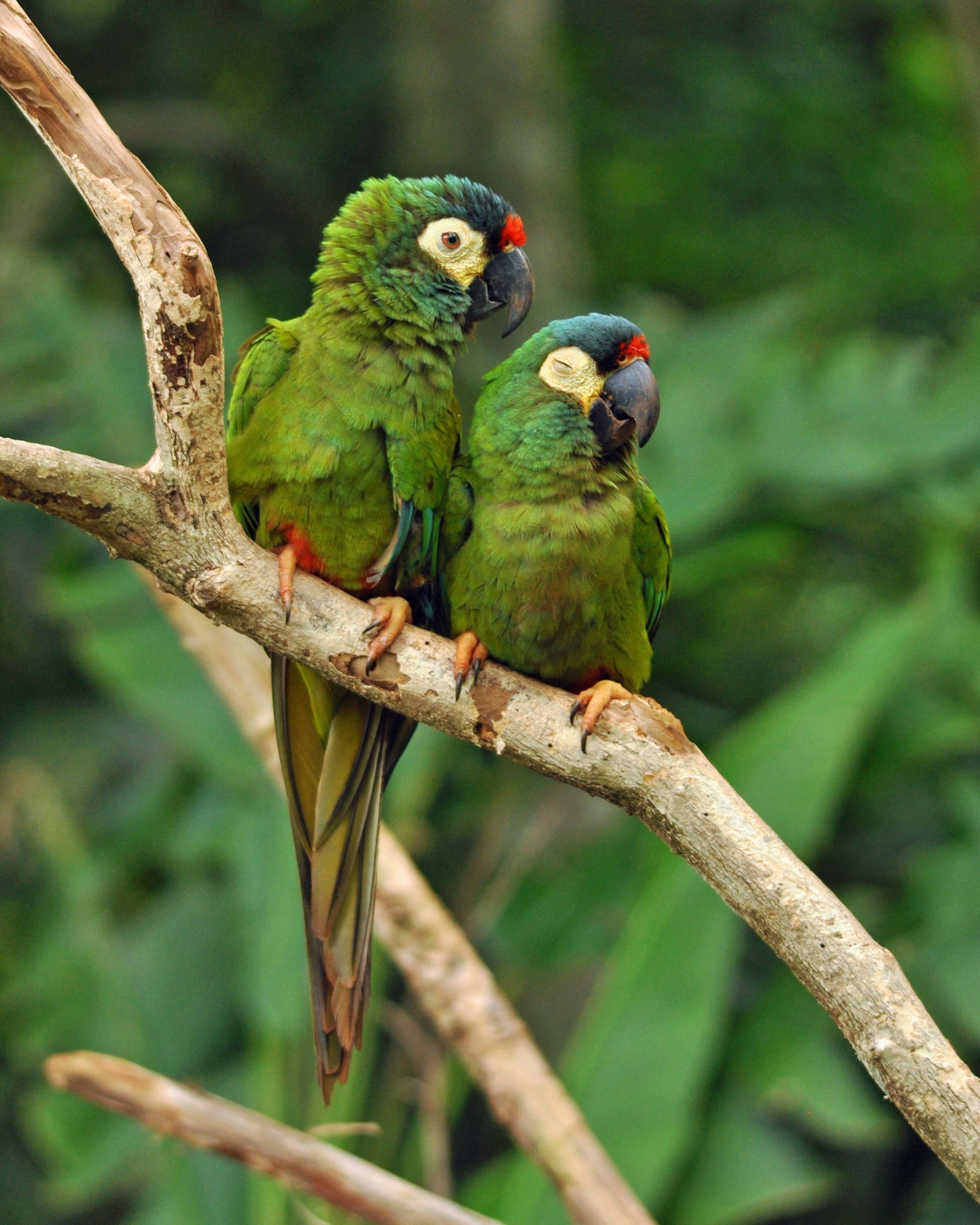 Two vibrant green macaws with red accents perch closely on a branch against a lush leafy background