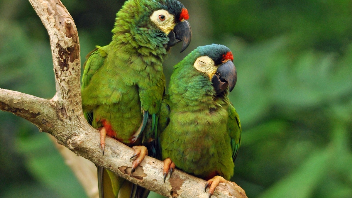 The return of Argentinas lost multicolored parrot - National Geographic thumbnail