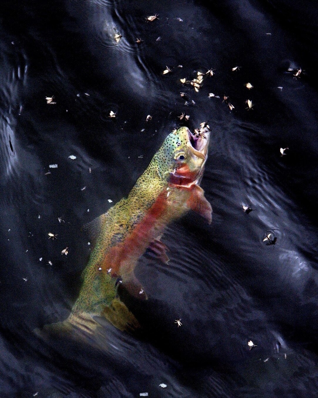 How Big Do Rainbow Trout Get? An Angler's Complete Guide to Sizes, Steelhead  \u0026 Trophy Fish (Rainbow Trout Size Facts), image size:1083x1354