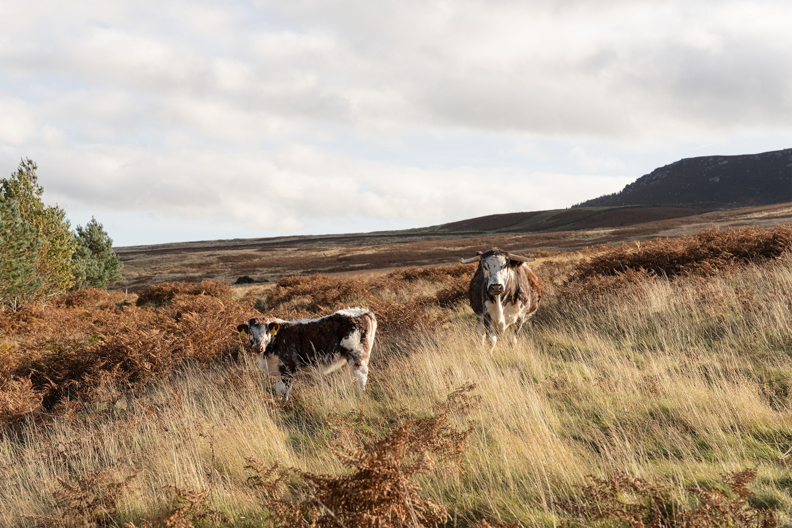cows in a moorland