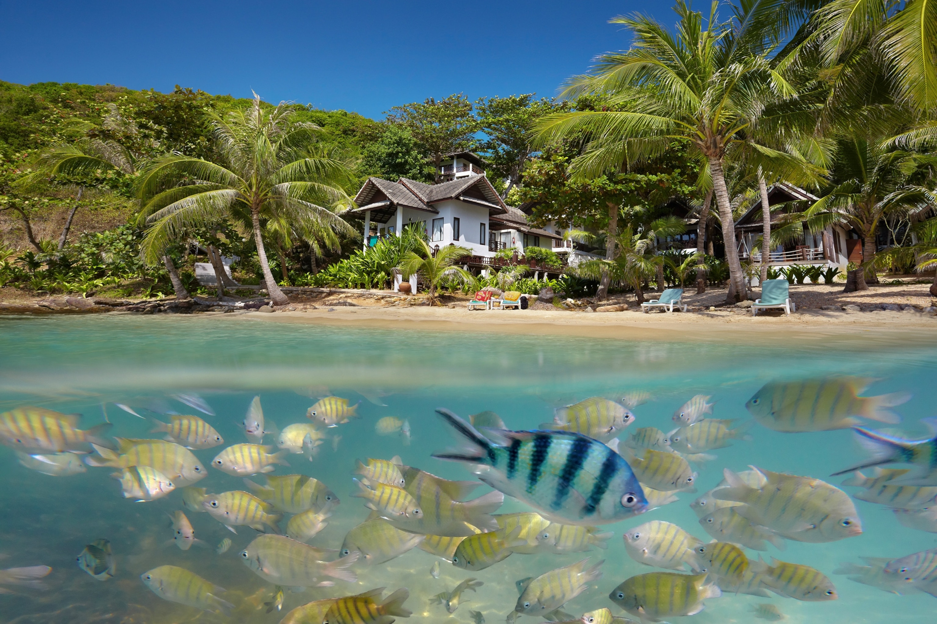 Fish swim in the waters of a beach on Thailand's Samet Island