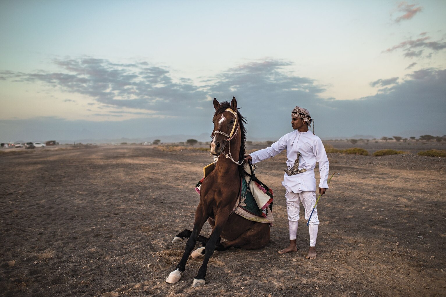 Arabian Horses on the Trail in Oman