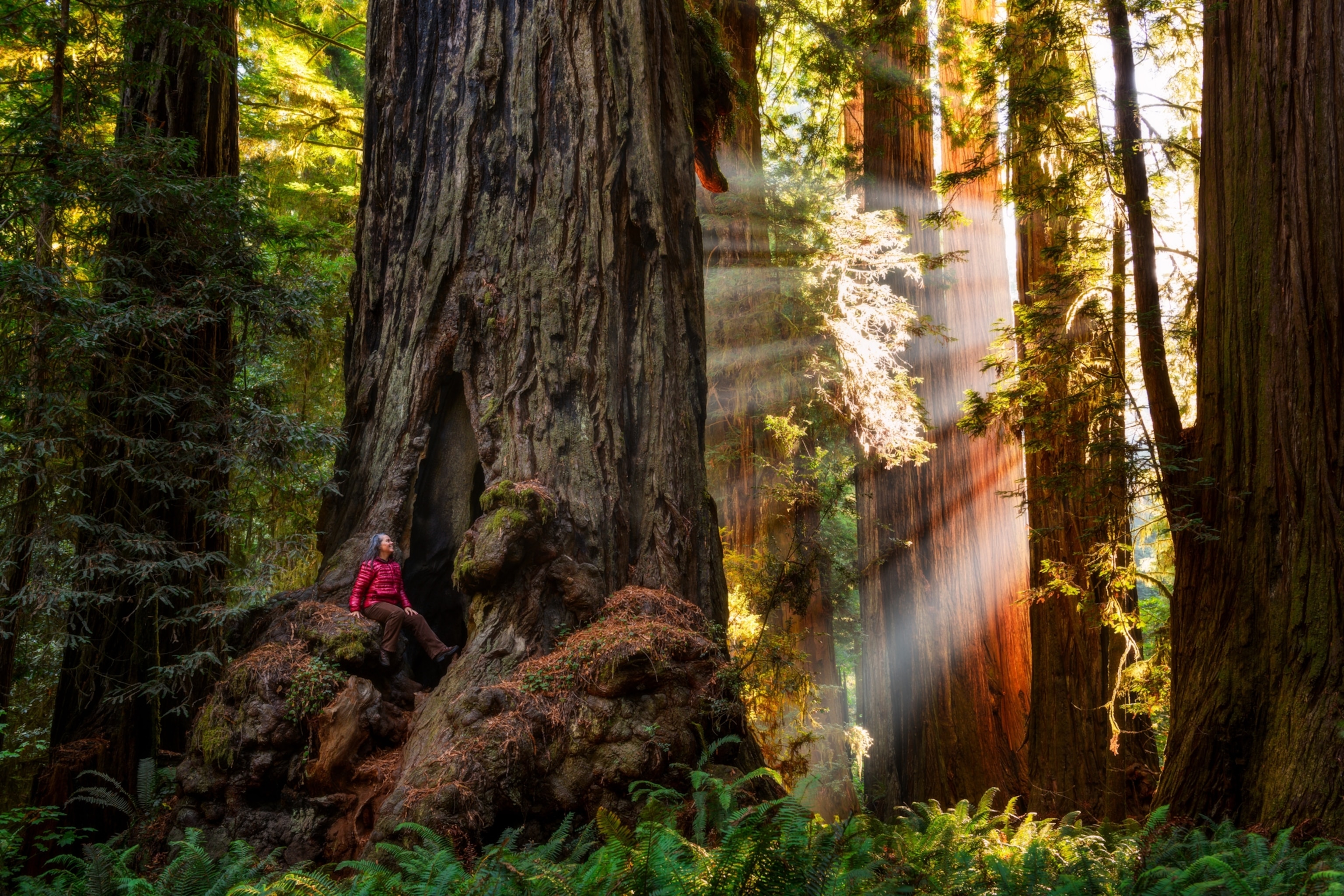 Everything to know about Redwood National and State Parks