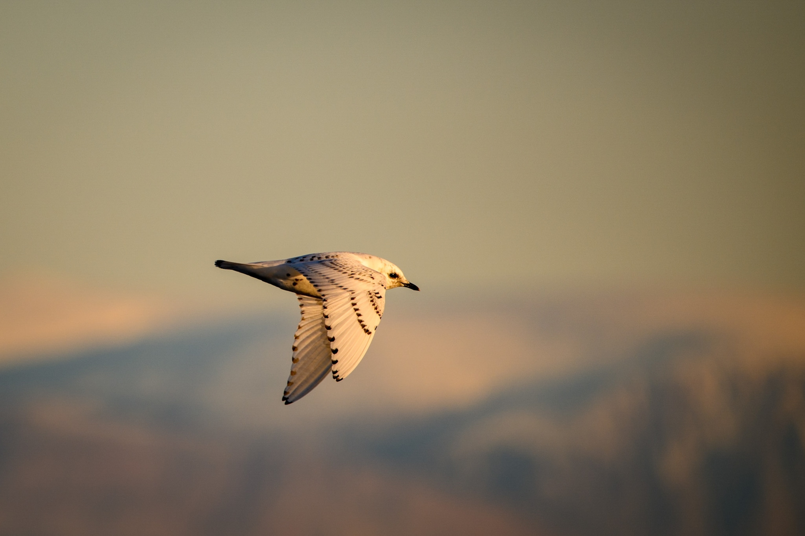 A white bird with speckled wings soars gracefully through the air