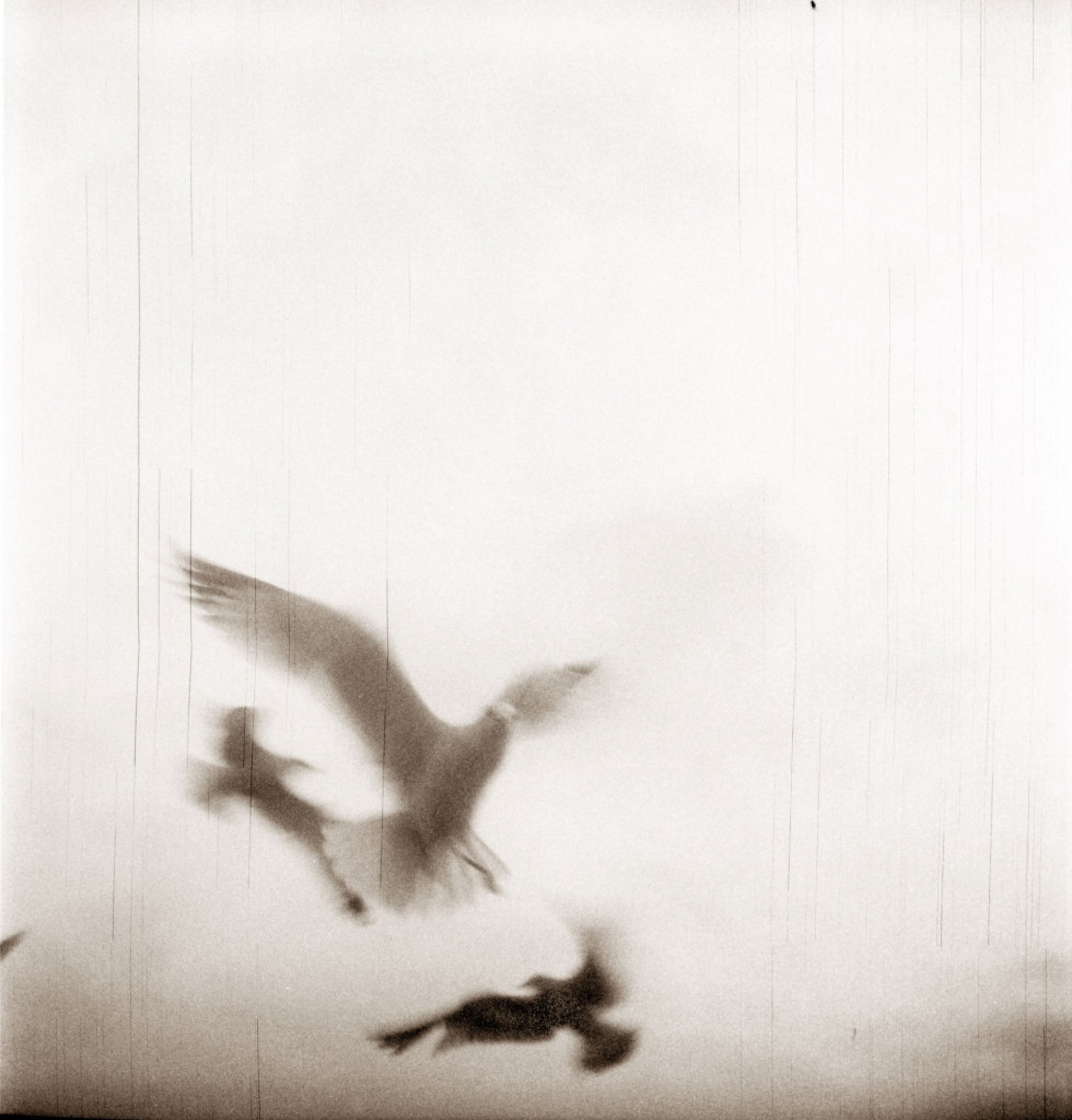 birds flying in the bottom left-hand corner of the the frame