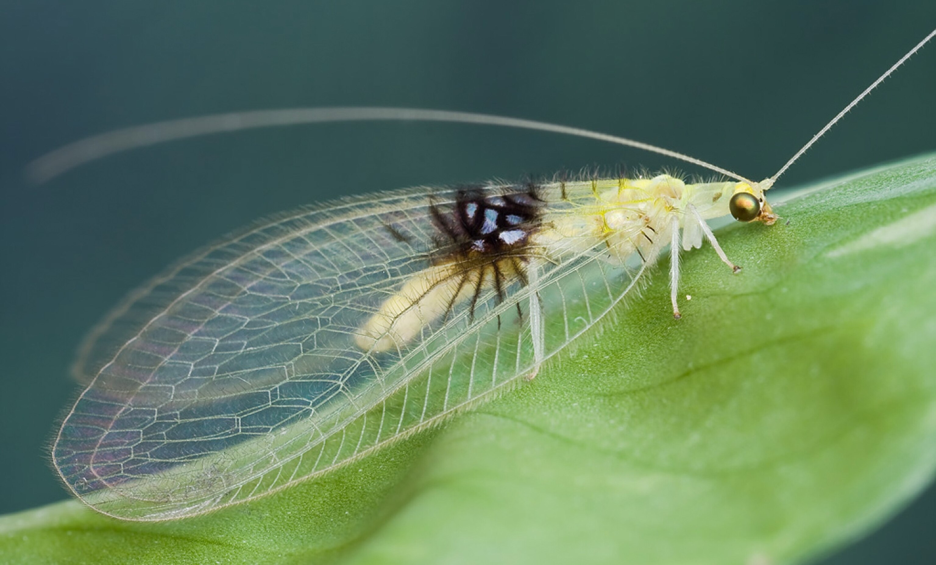 a green lacewing discovered on the photo-sharing site flickr