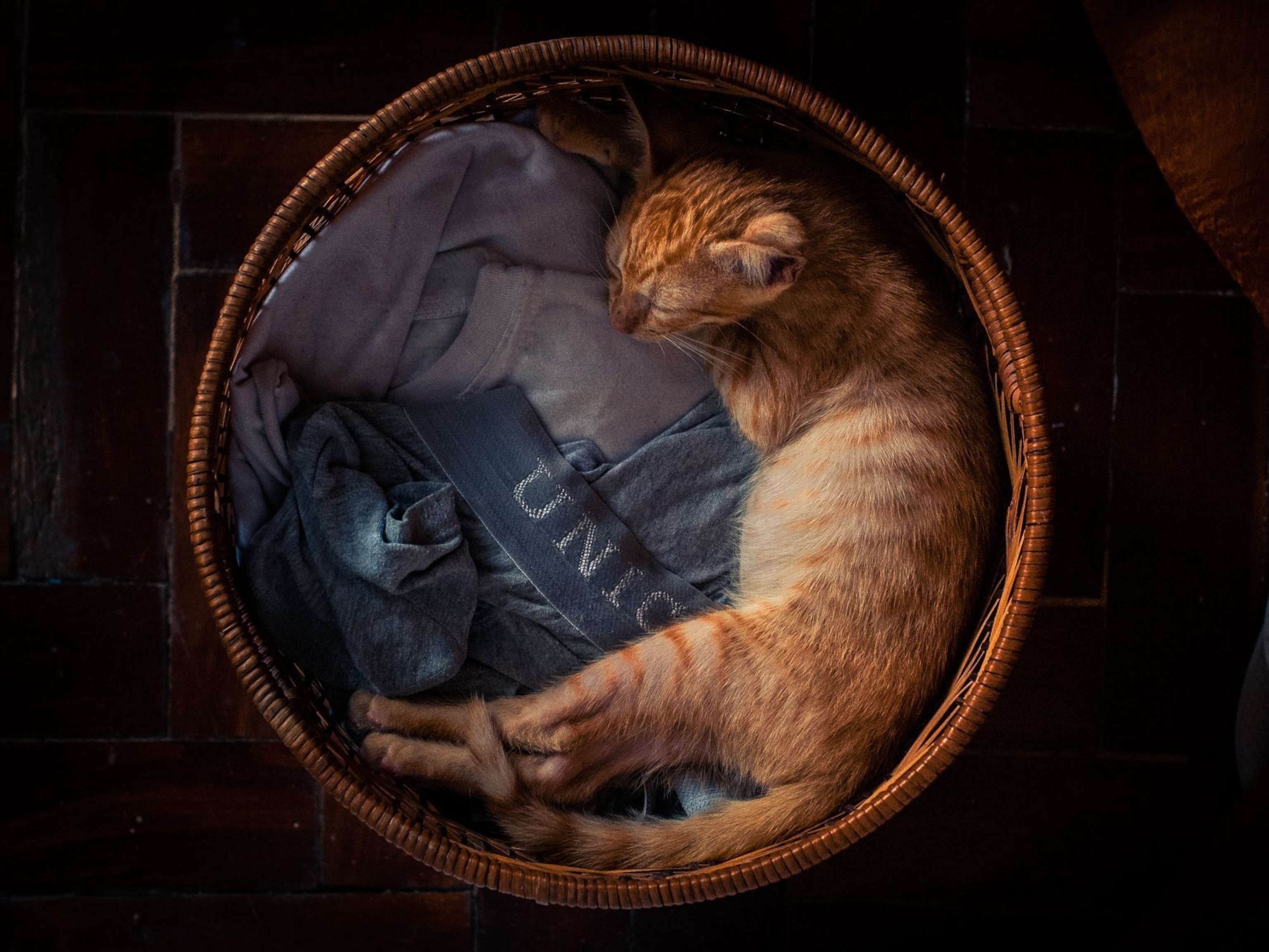 Cat National Geographic