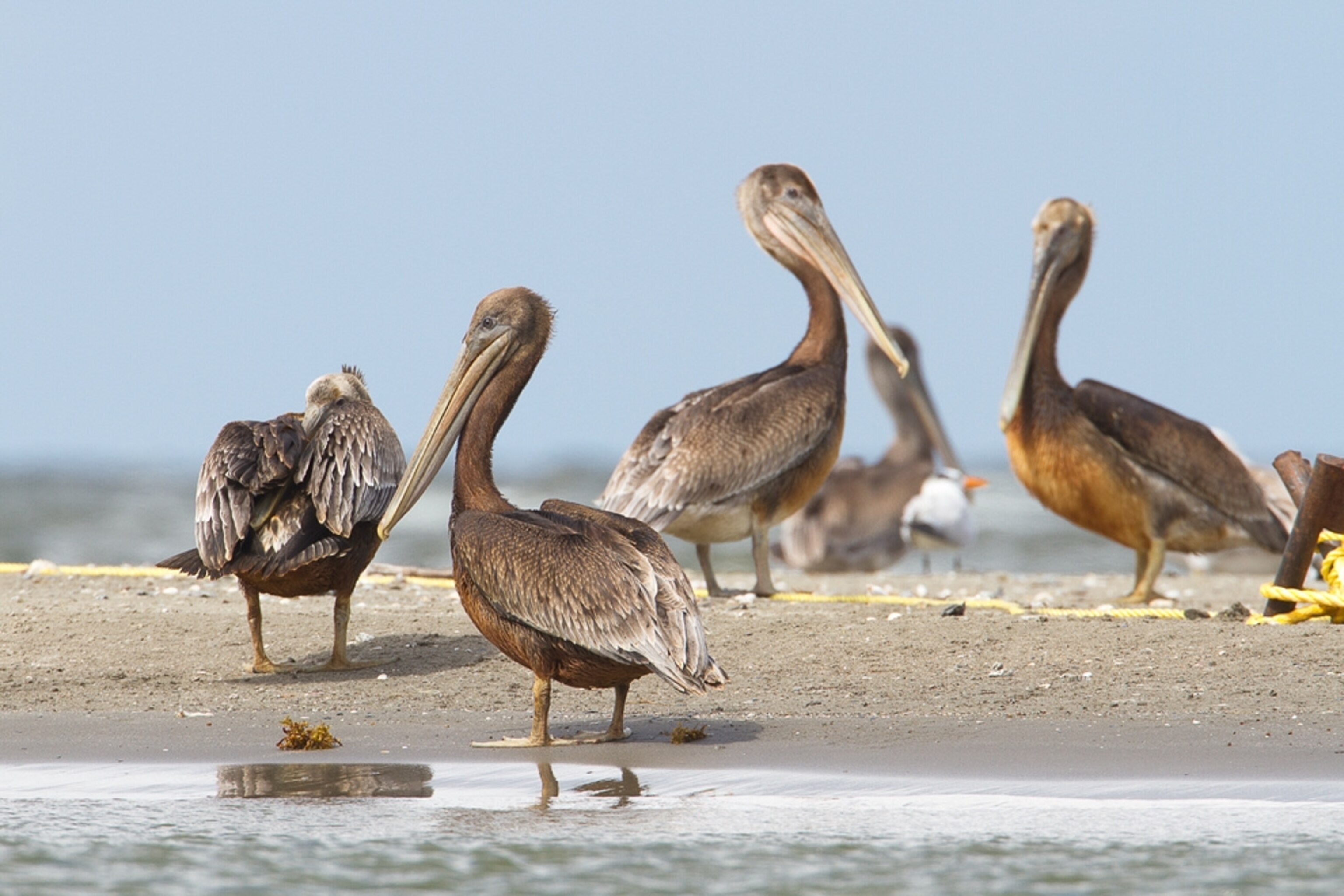Picture of oiled brown pelicans on a beach.