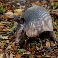 Armadillo