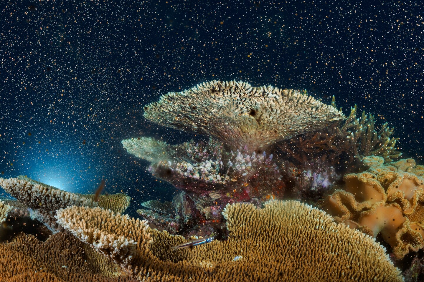 NGM%20Coral%20Time%20Lapse-5.jpg?w=1440&