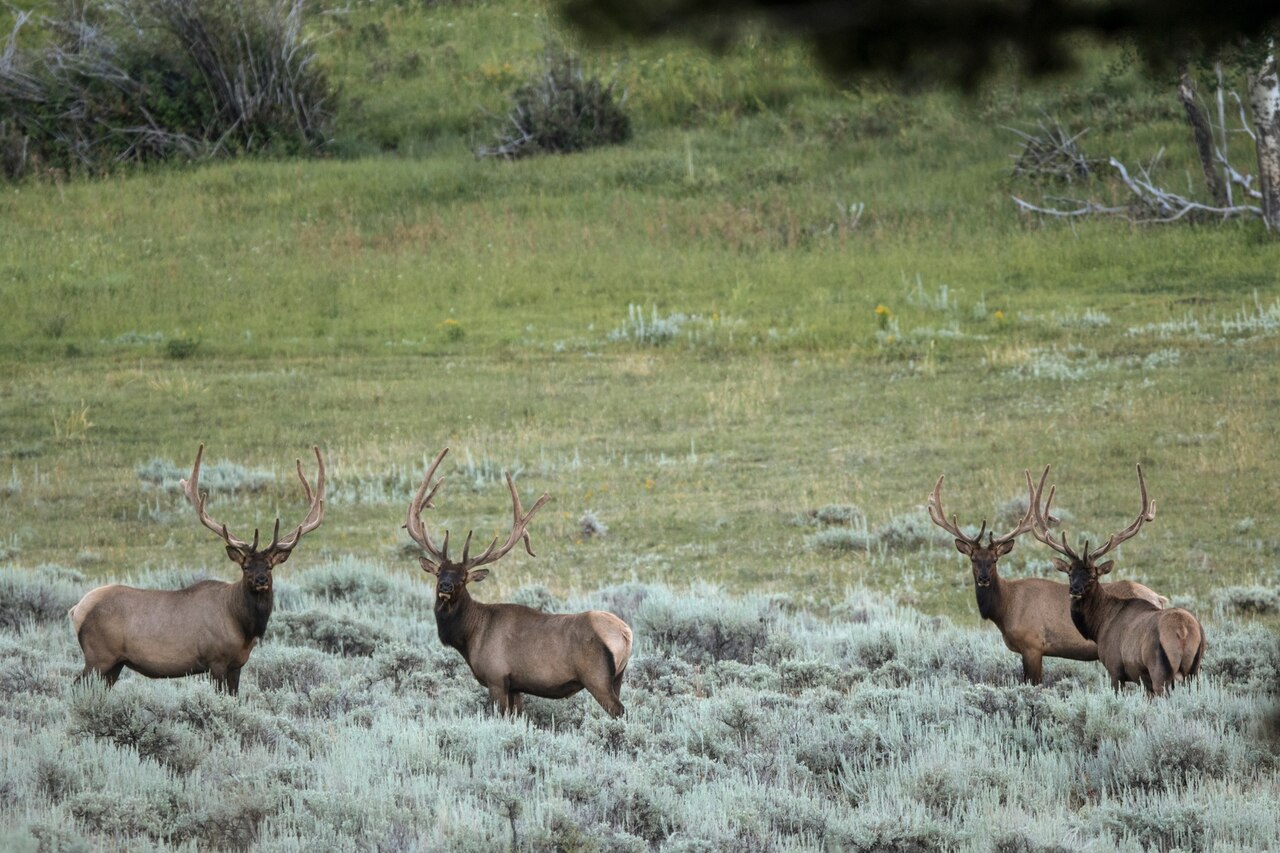 four elk in grass looking at the camera