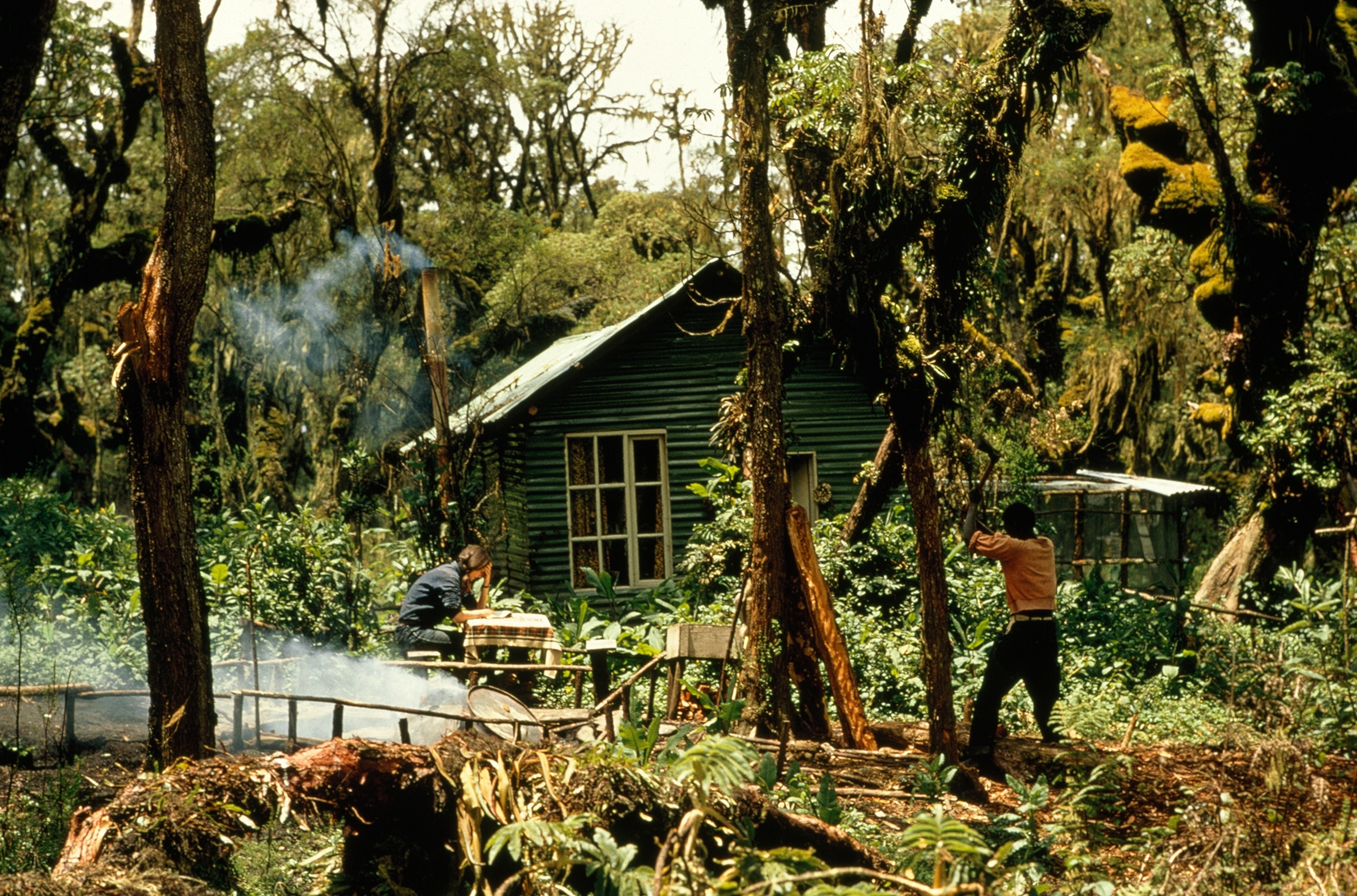 Dian Fossey reviews her observations of mountain gorillas.