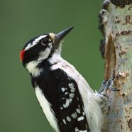 Hairy Woodpecker Vs Downy Woodpecker