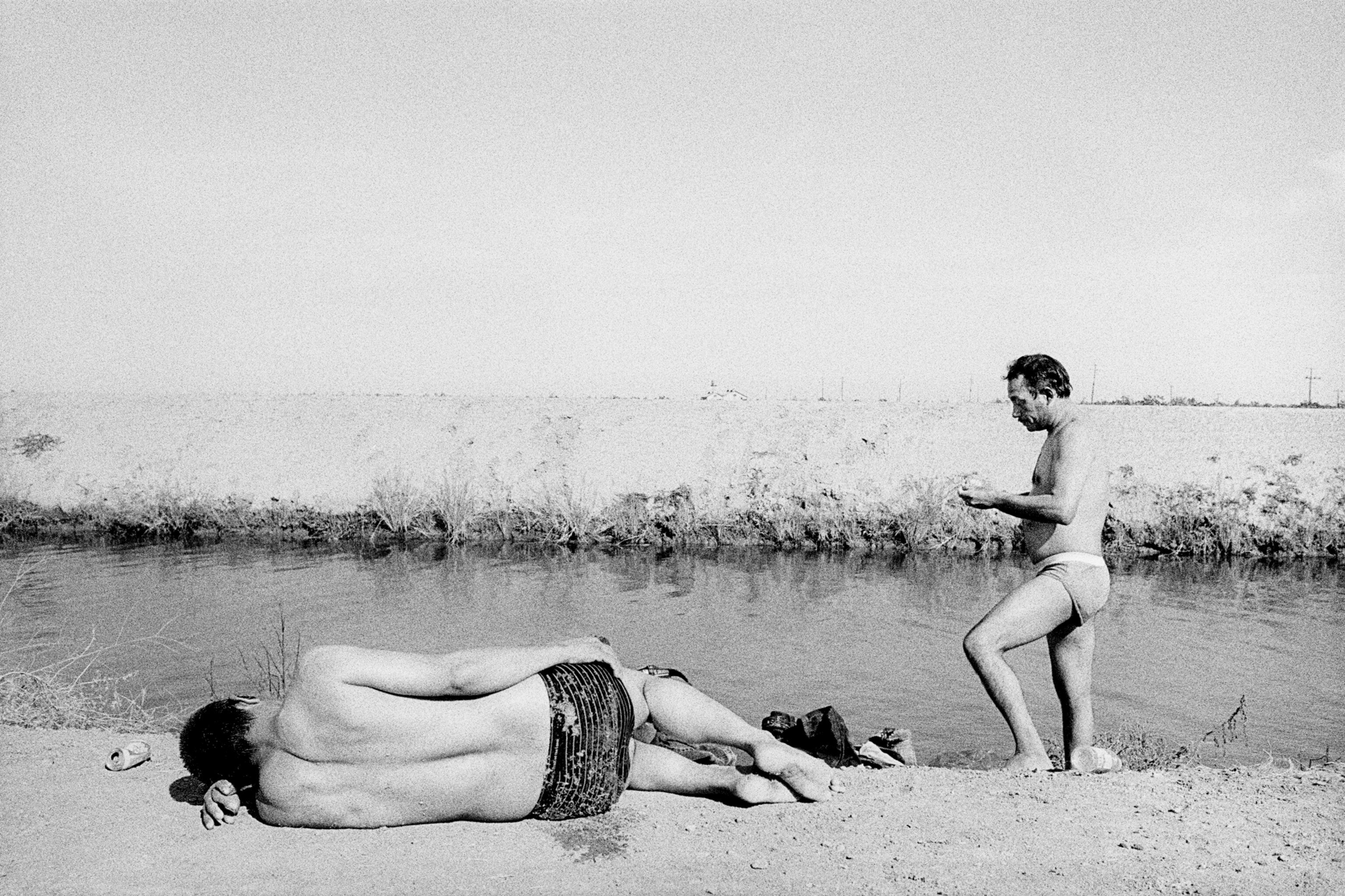 Sheep in melon field.  Firebaugh, California. 1995.