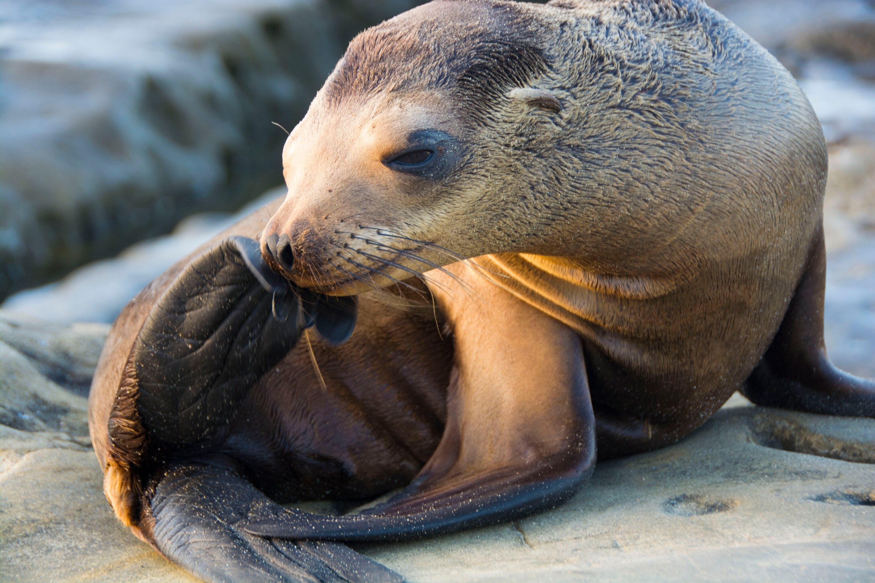 California Sea Lion National Geographic