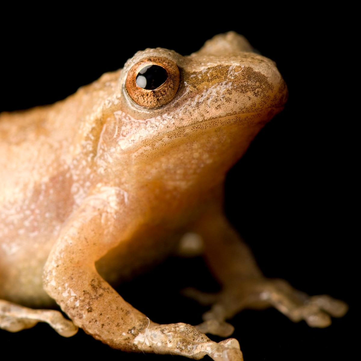 Spring Peeper National Geographic