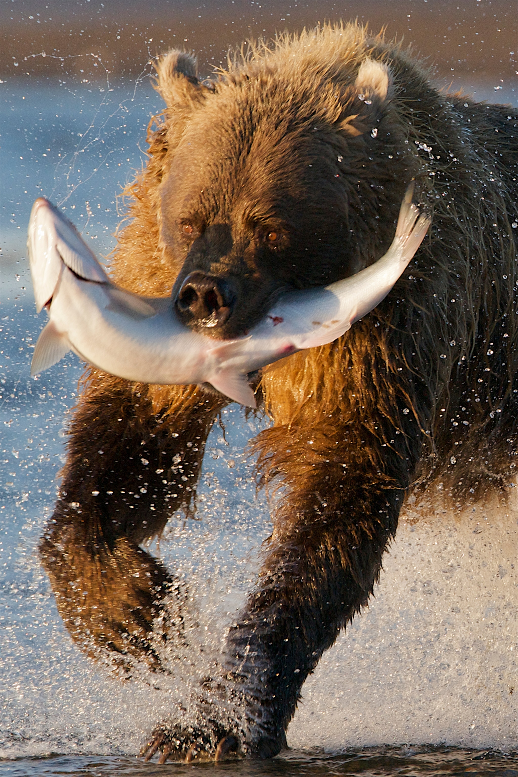 A brown bear runs away with a silver salmon in Lake Clark National Park