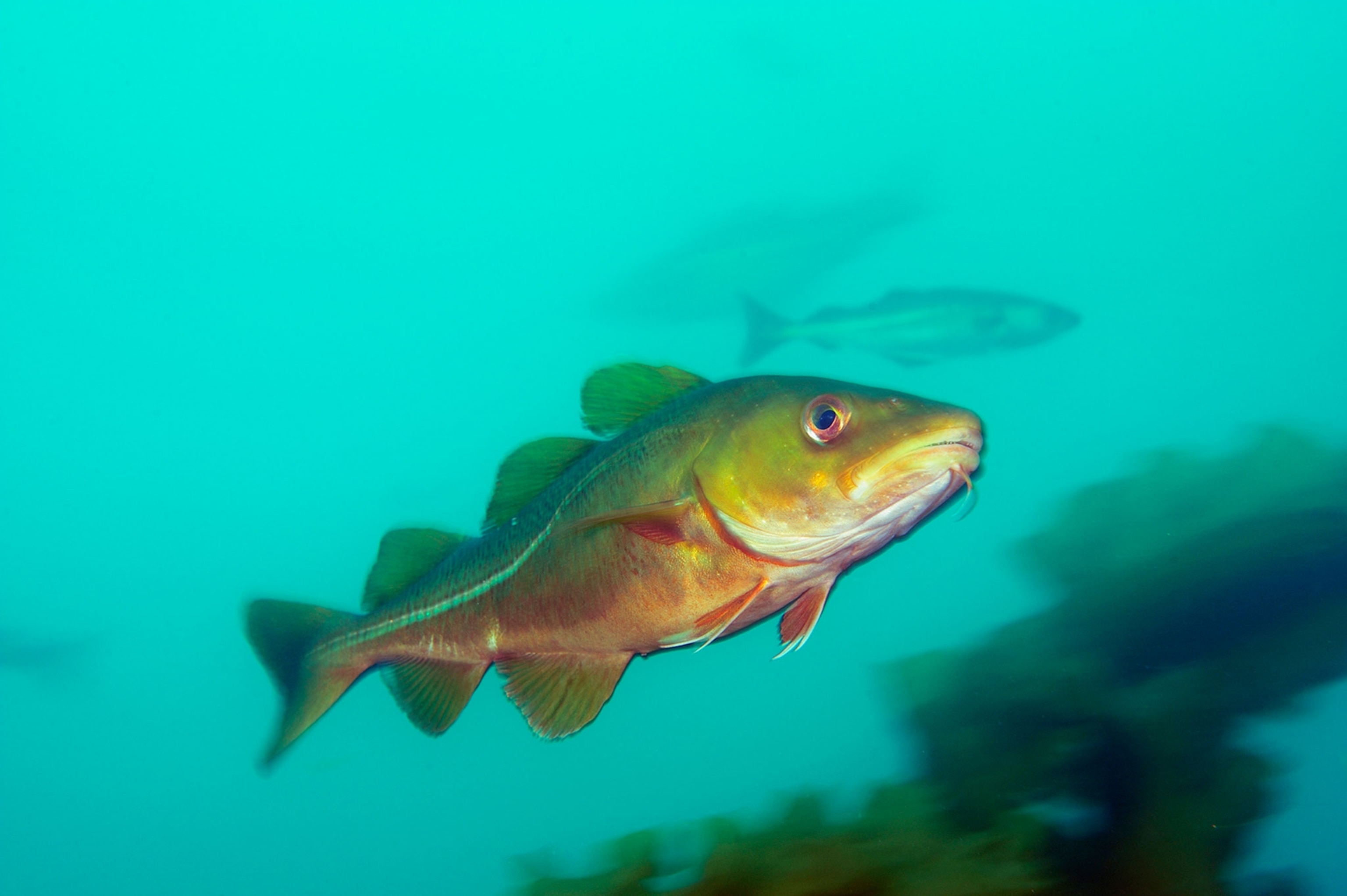 fish in cashes ledge