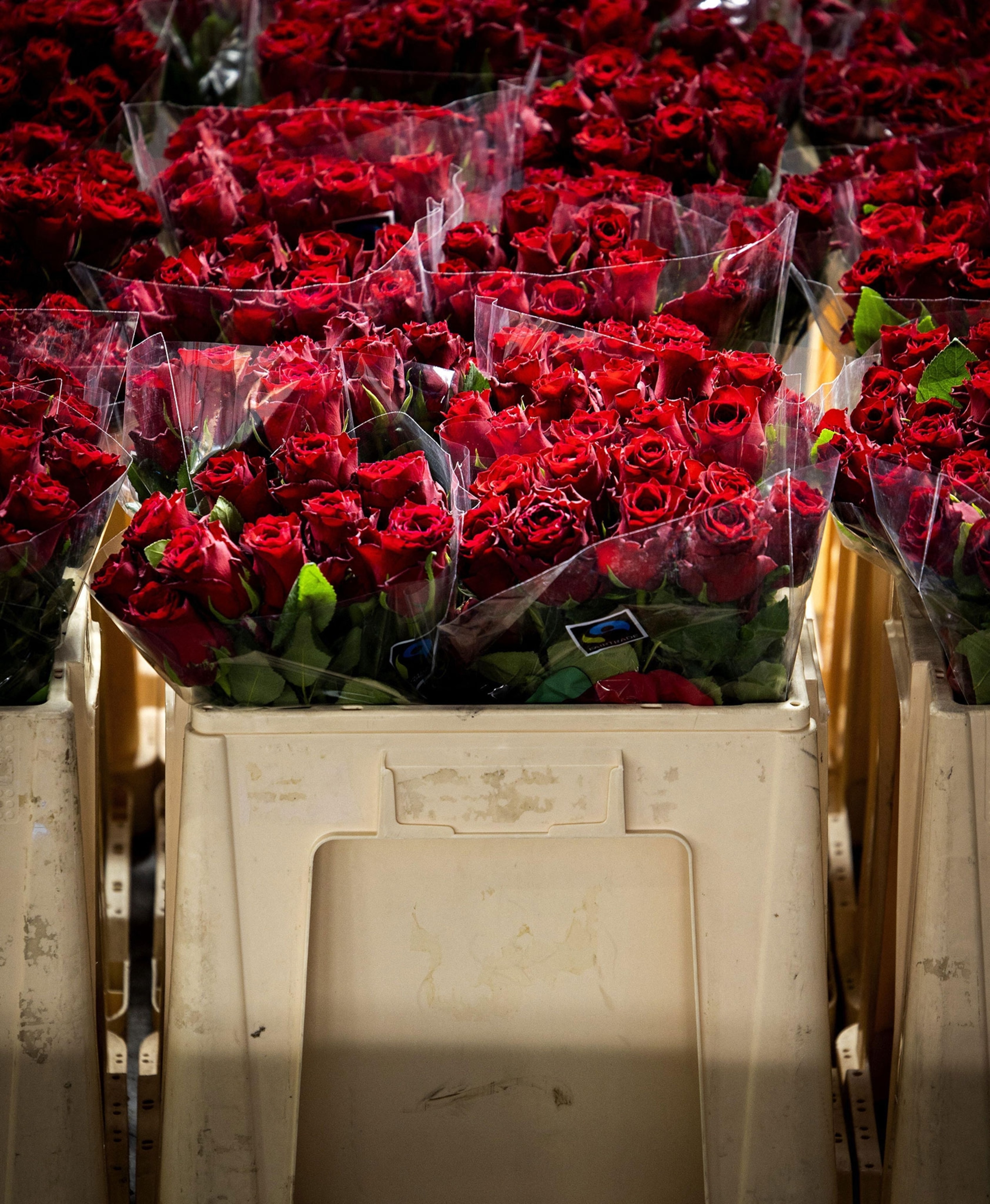 Flowers together in a basket.