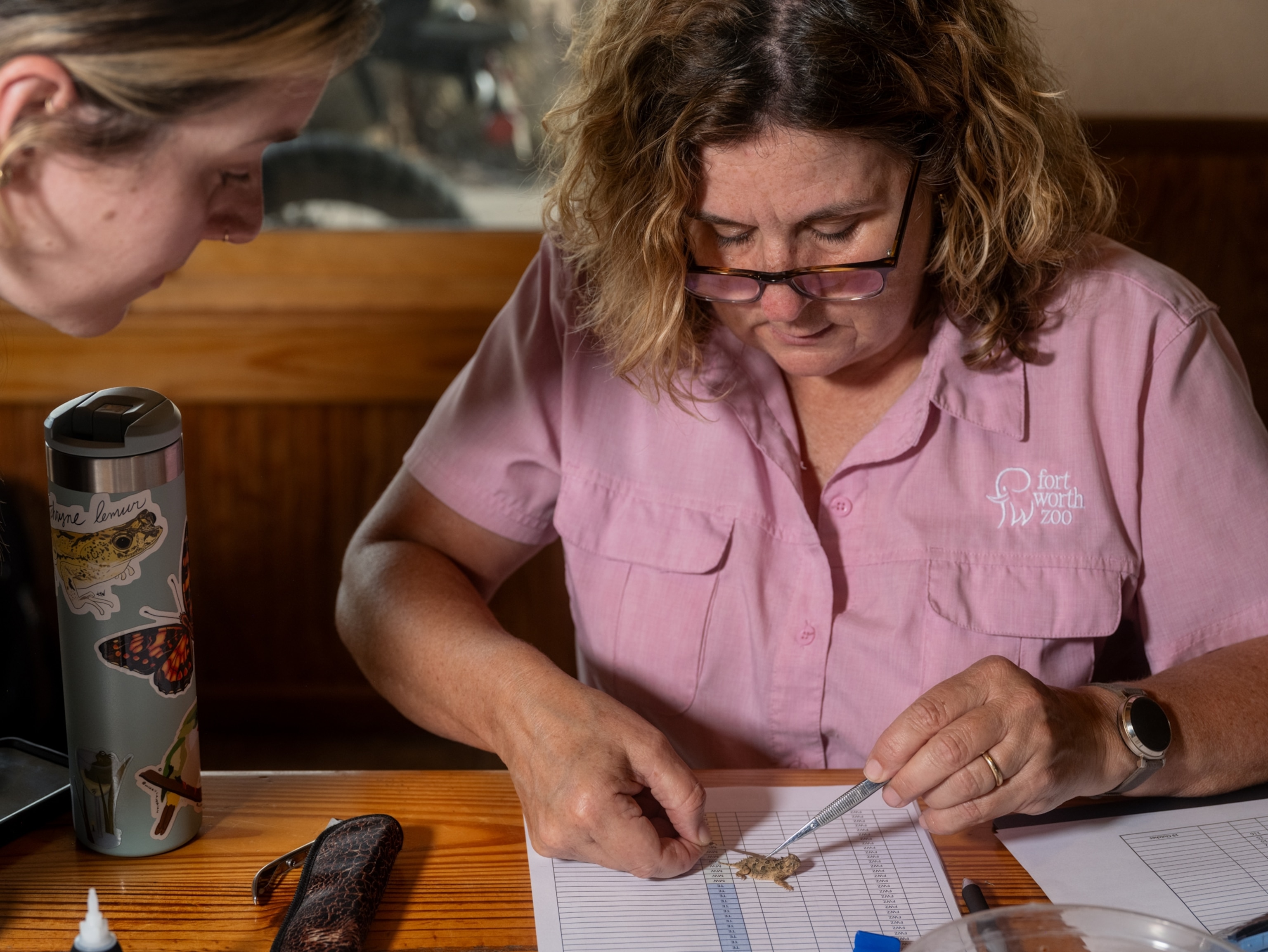 One woman in pink blouse manipulating small lizard with tweezers while another woman is watching her doing it.