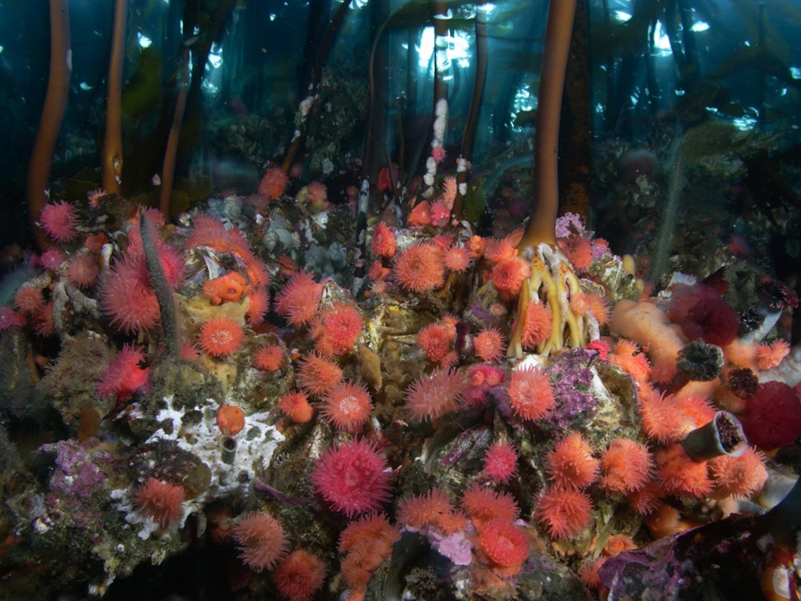 Kelp forest anemones bloom on rocks in fast currents