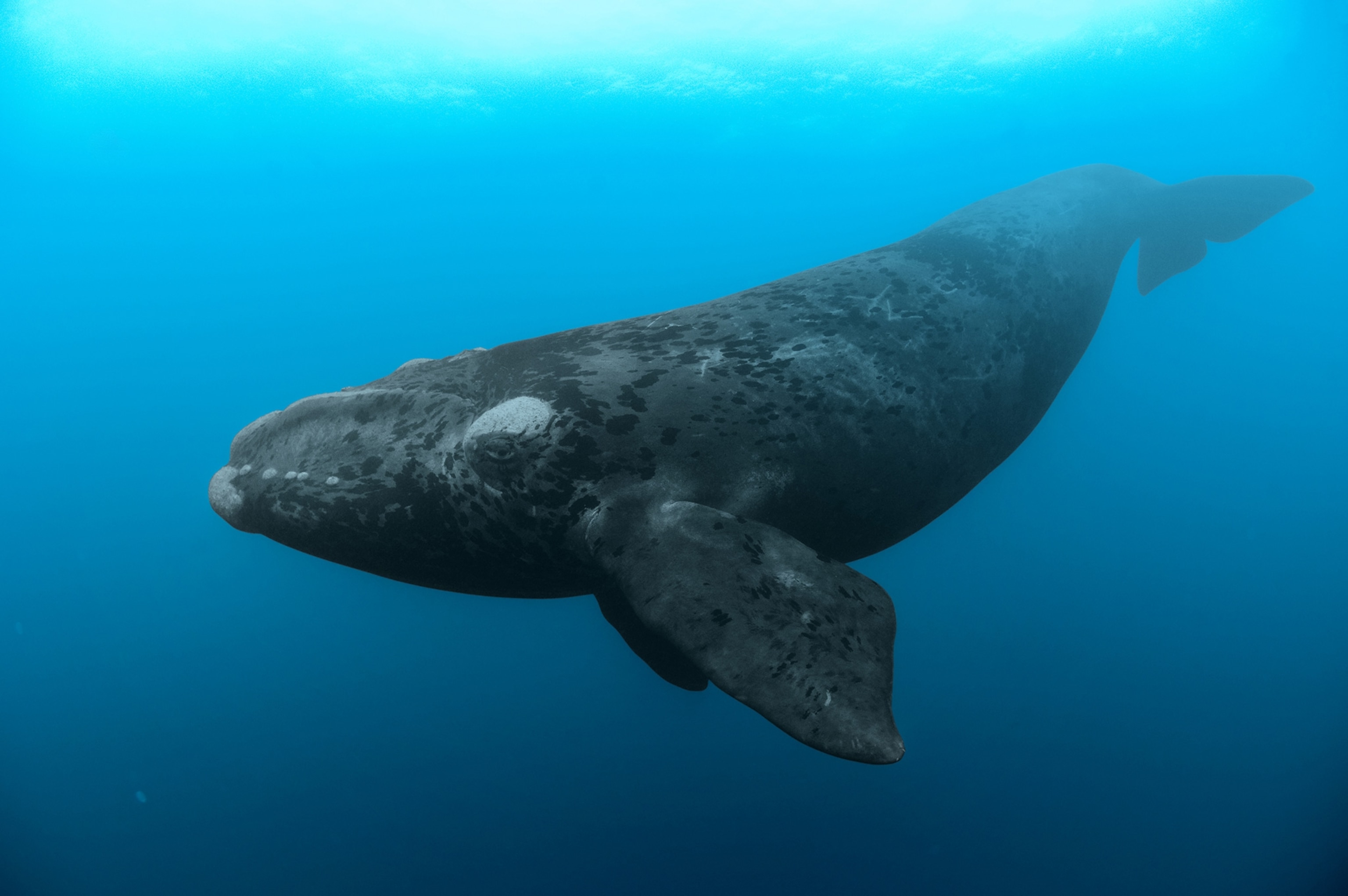 North Pacific Right Whale