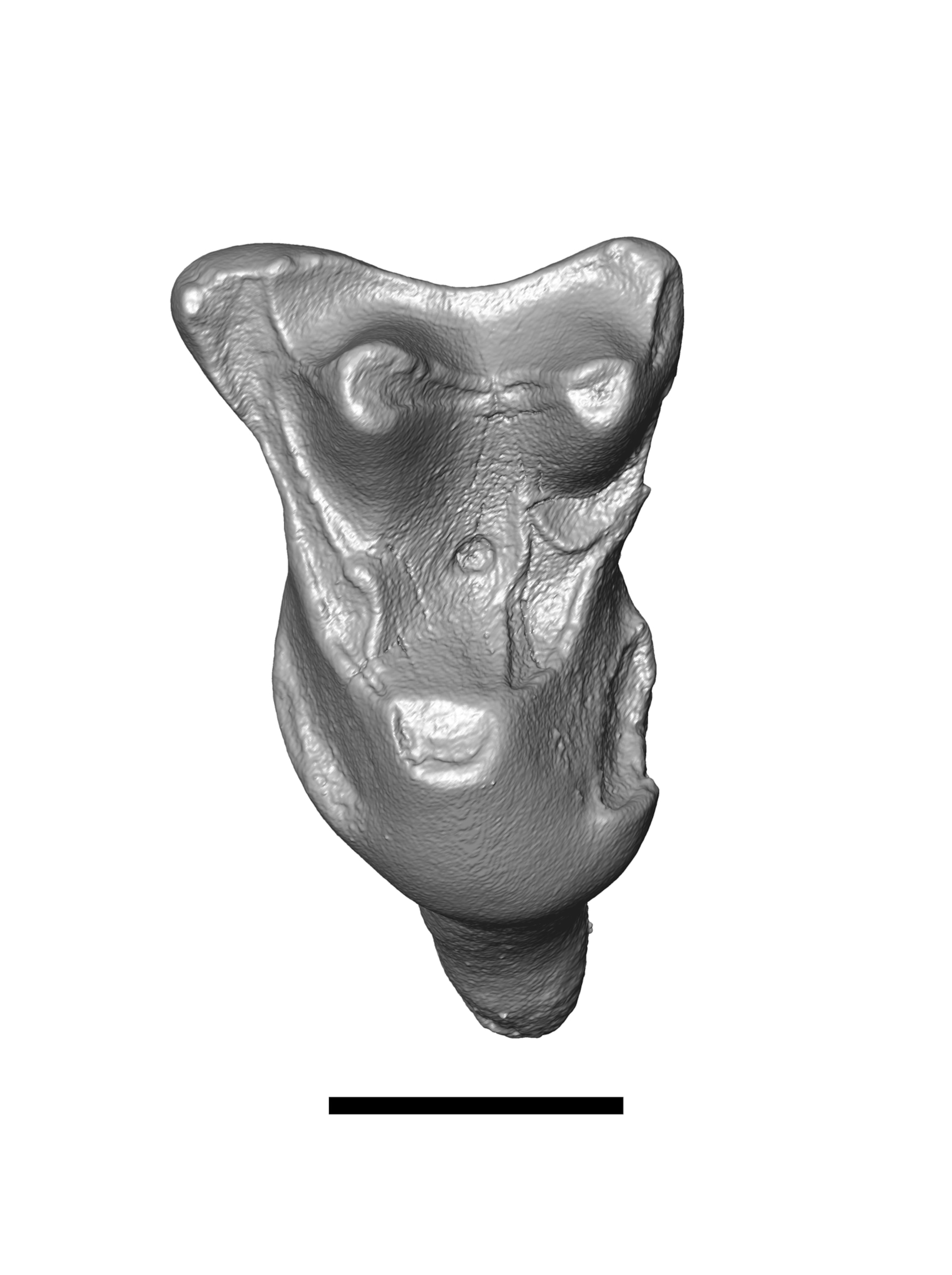 3D model of a heavily pitted molar. It has a bulging top and tapered base, with a scale bar beneath.