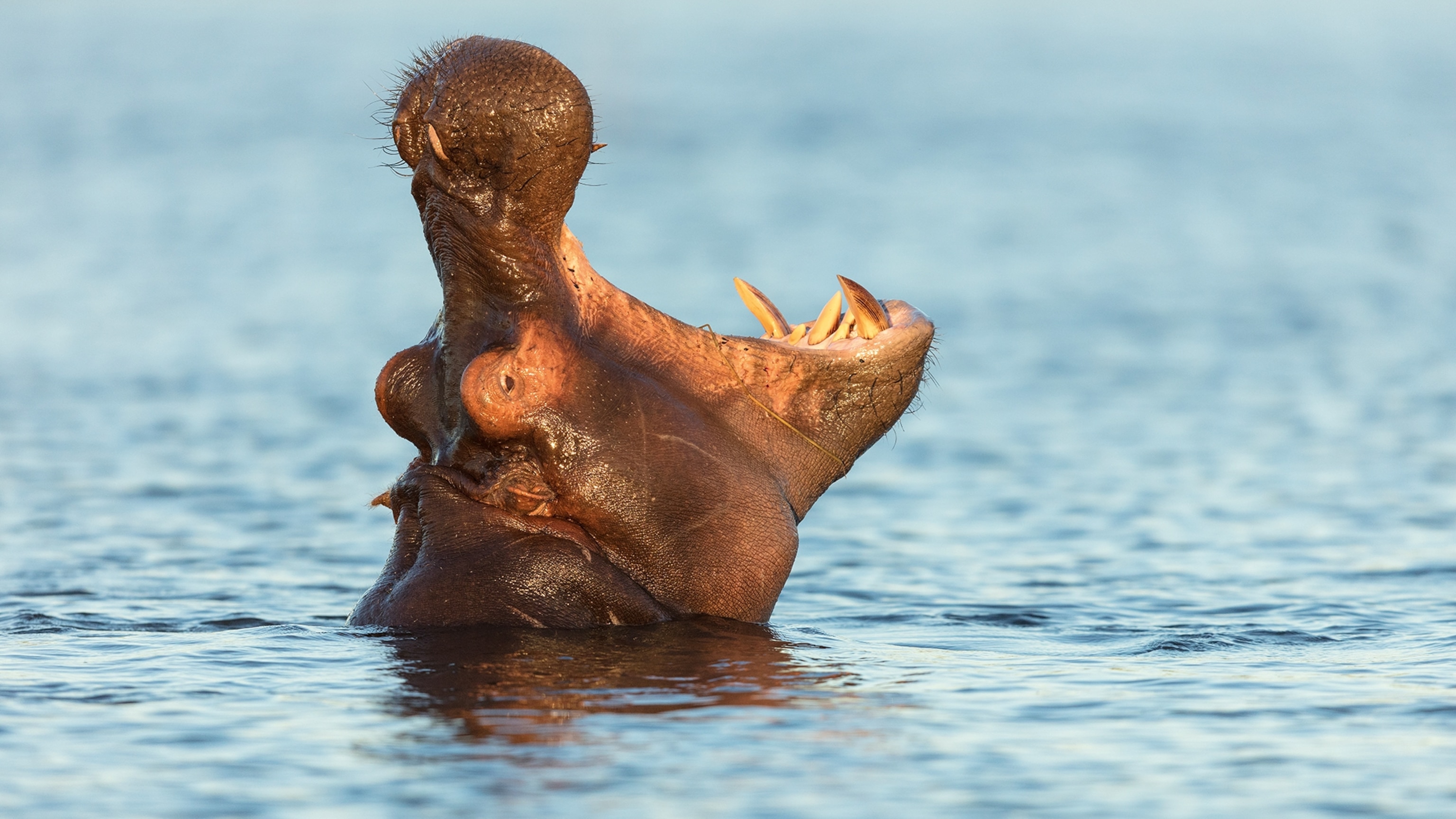 Why you should go on a safari lake cruise in southern Africa