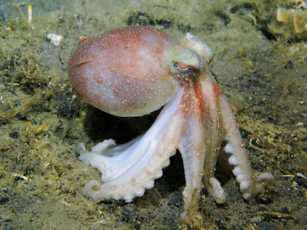 In Animal Kingdom, Blood Comes in a Rainbow of Colors