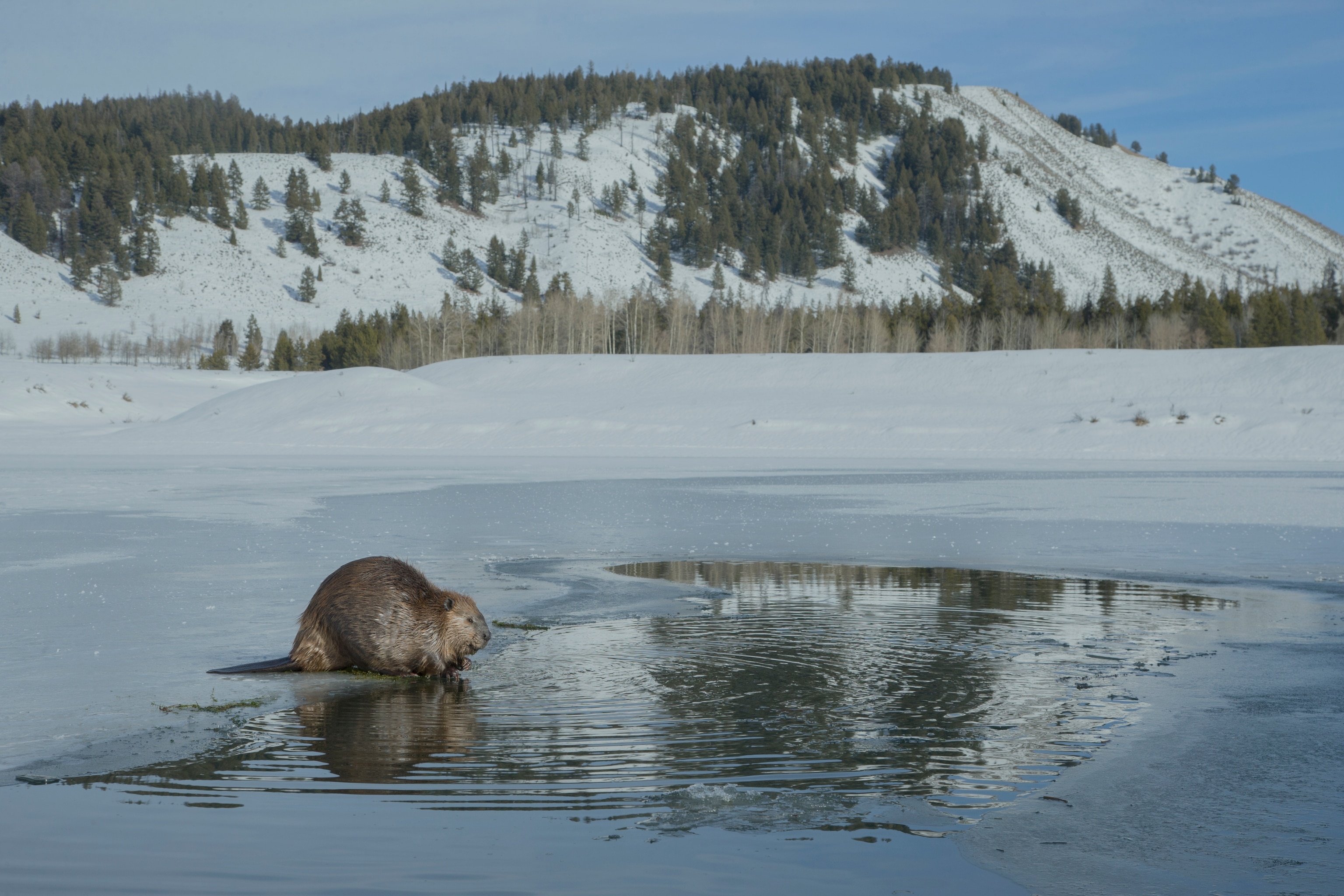 Beaver in the Snake River, Grand Teton National Park, Wyoming.