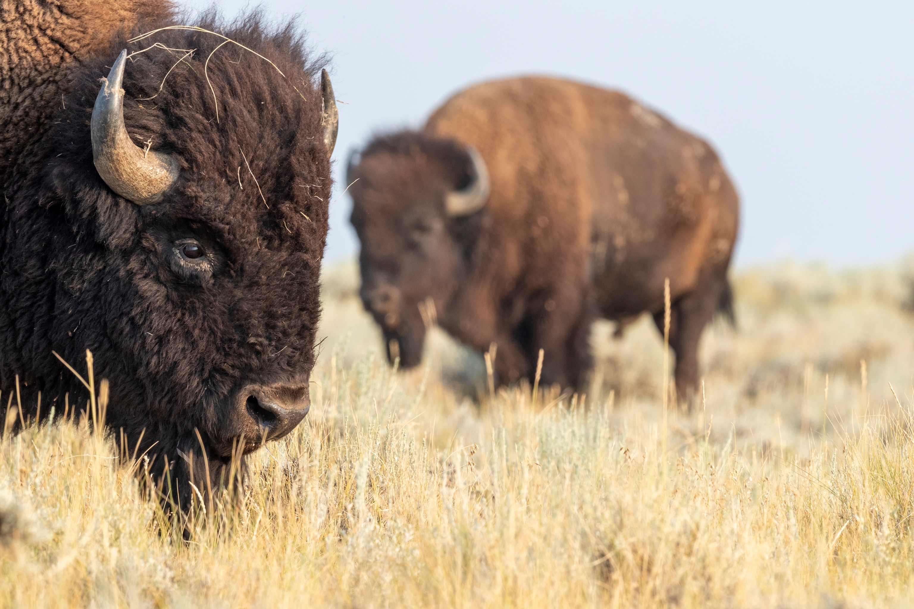 Two American bison graze inside the American Prairie Reserve, Montana.