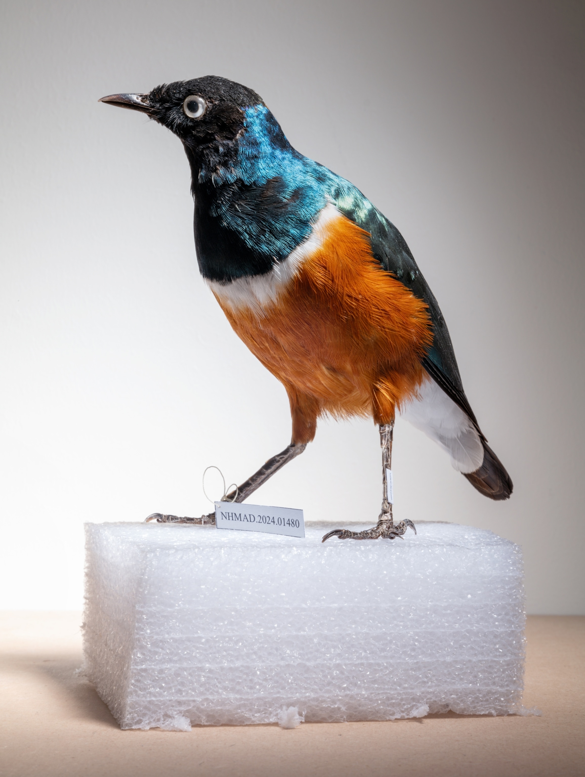 A small bird specimen sits on a piece of foam. The bird's bottom half is orange and top half is blue with a white line separating the two colors in the middle.