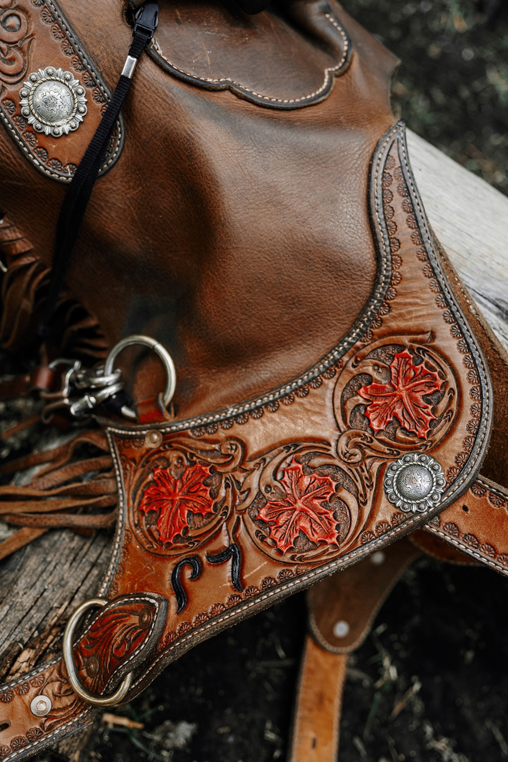 Trace the backcountry trails of Banff National Park on horseback | National  Geographic