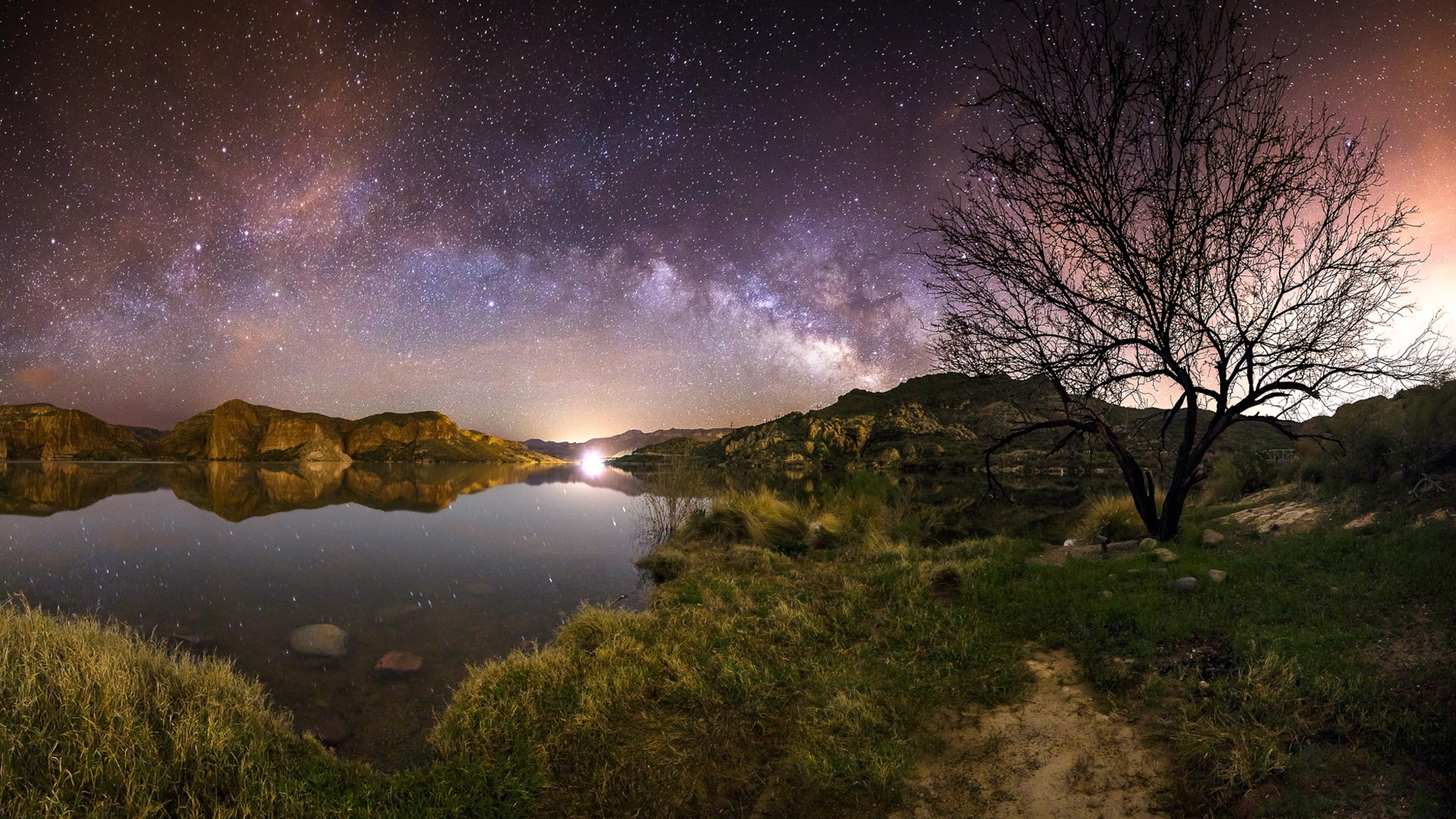 The World at Night - A picture of a tree beneath a starry sky.