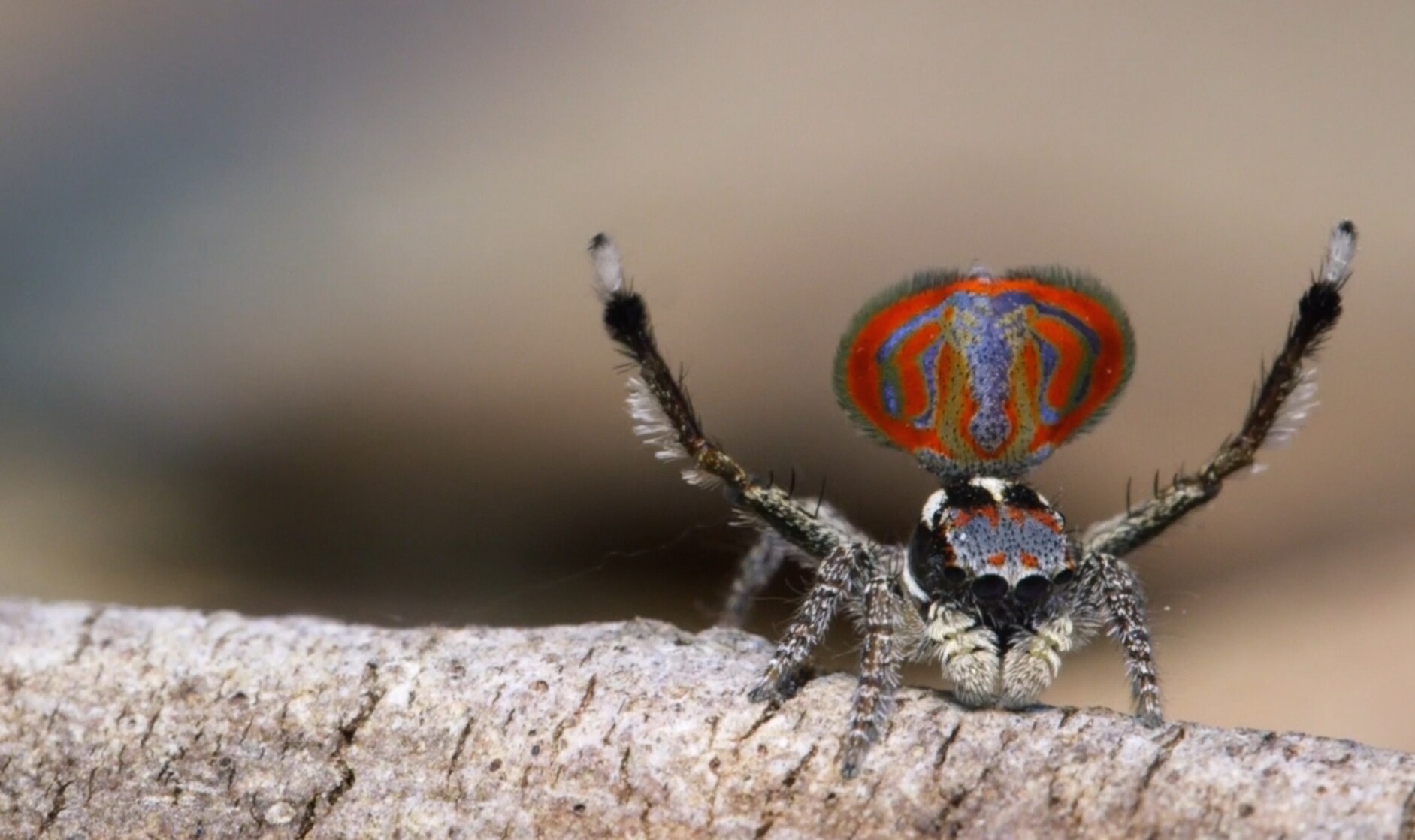 Jumping Spiders: Do They Bite? Are They Poisonous?, image size:1883x1118
