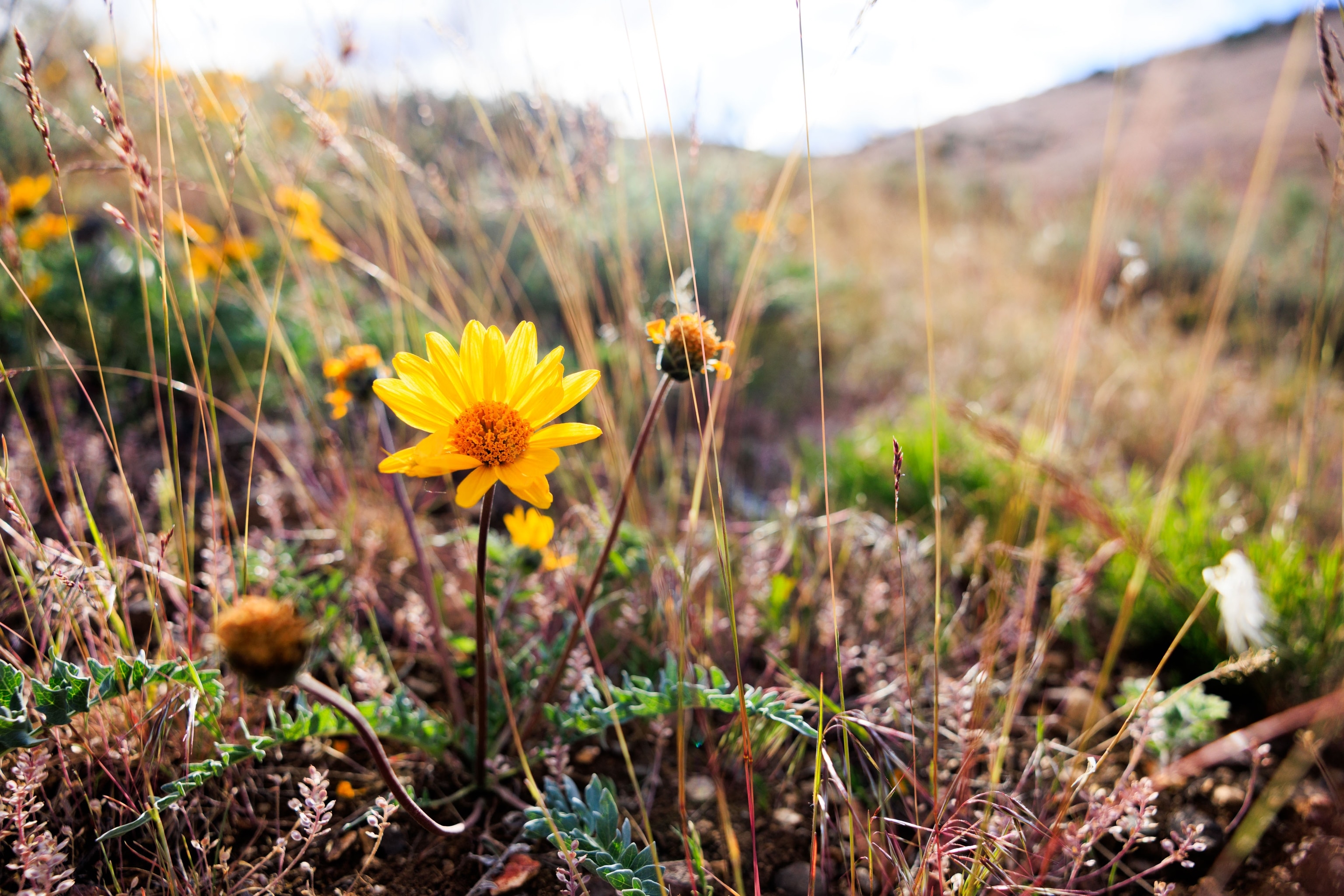 Wildflowers in Reno foothills