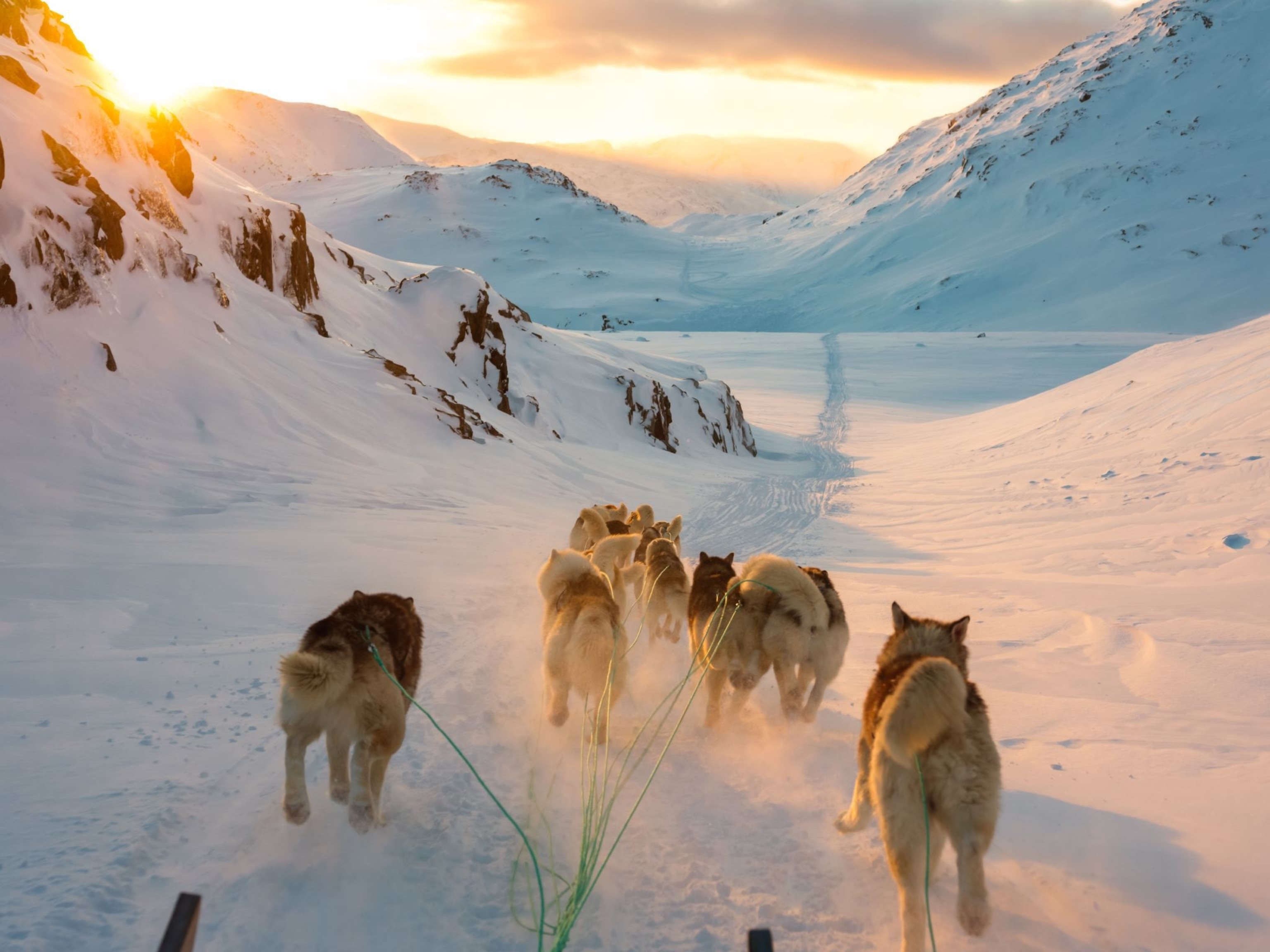 sled dogs in Greenland