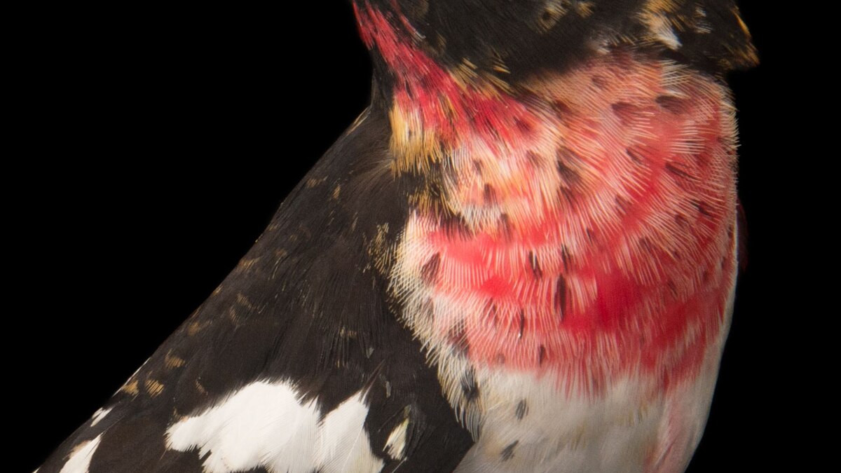 Rose Breasted Grosbeak National Geographic