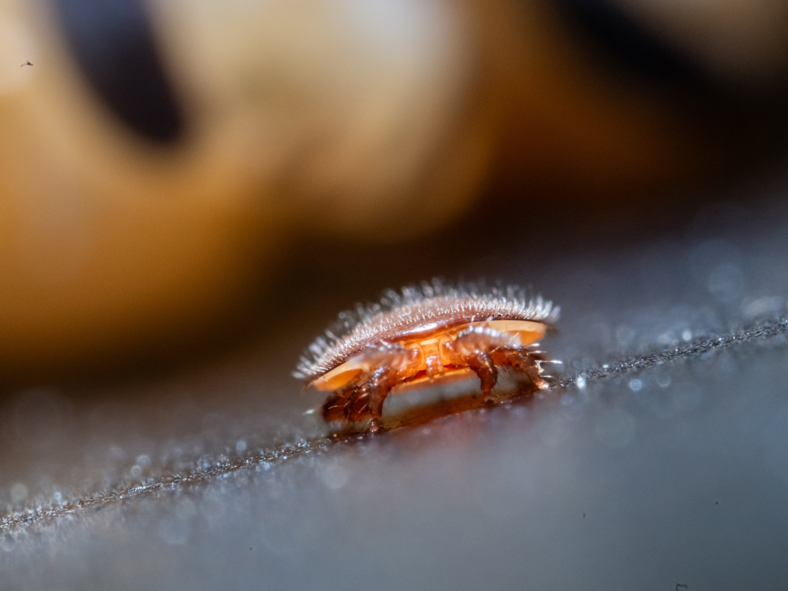 A Varroa mite is seen in front of a row of developing bees during a check up of a bee colony, Jeju Island, South Korea.