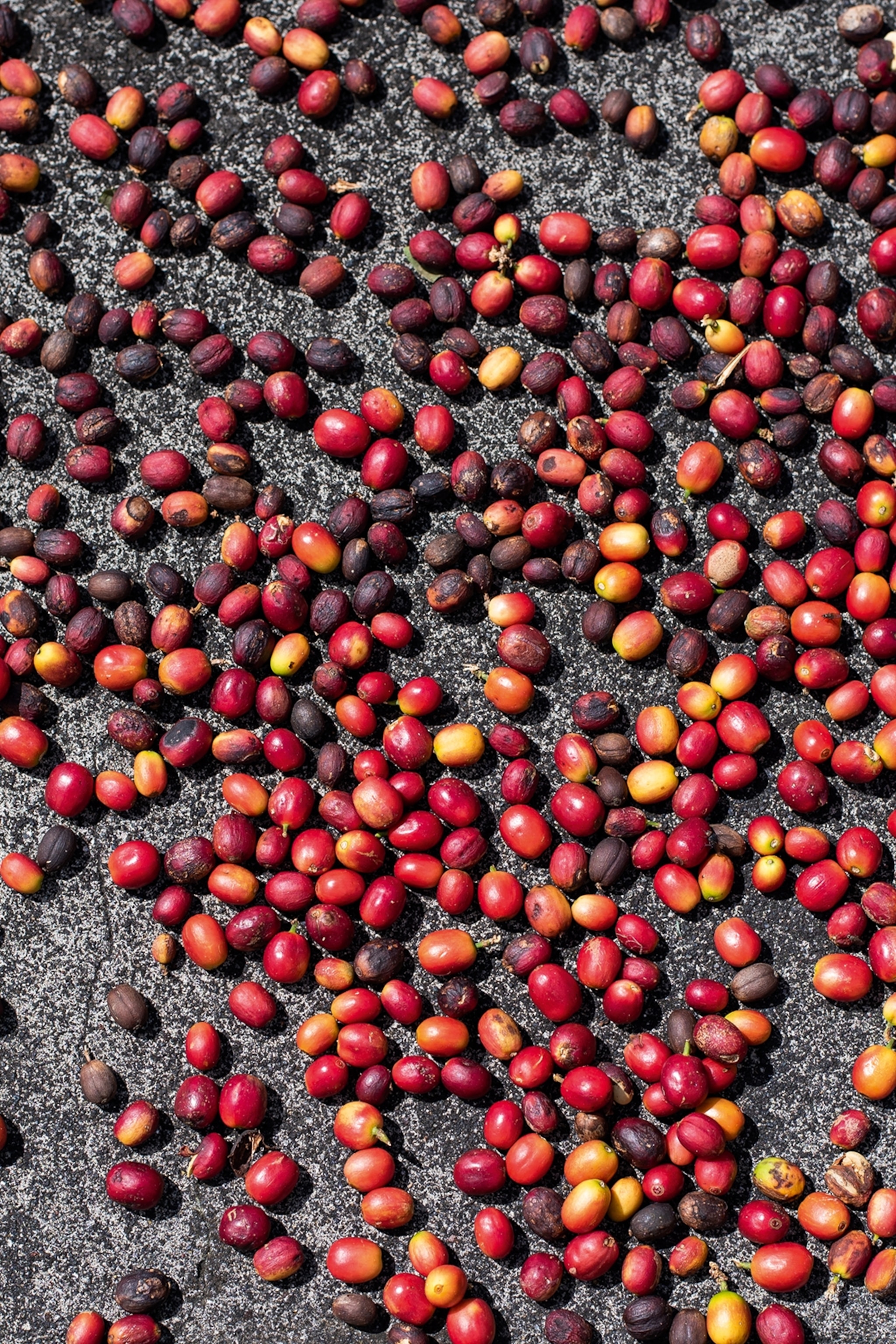 Raw coffee beans still in the fruit.