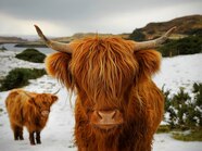 Highland Cattle Scotland National Geographic Highland Cattle Scotland National Geographic