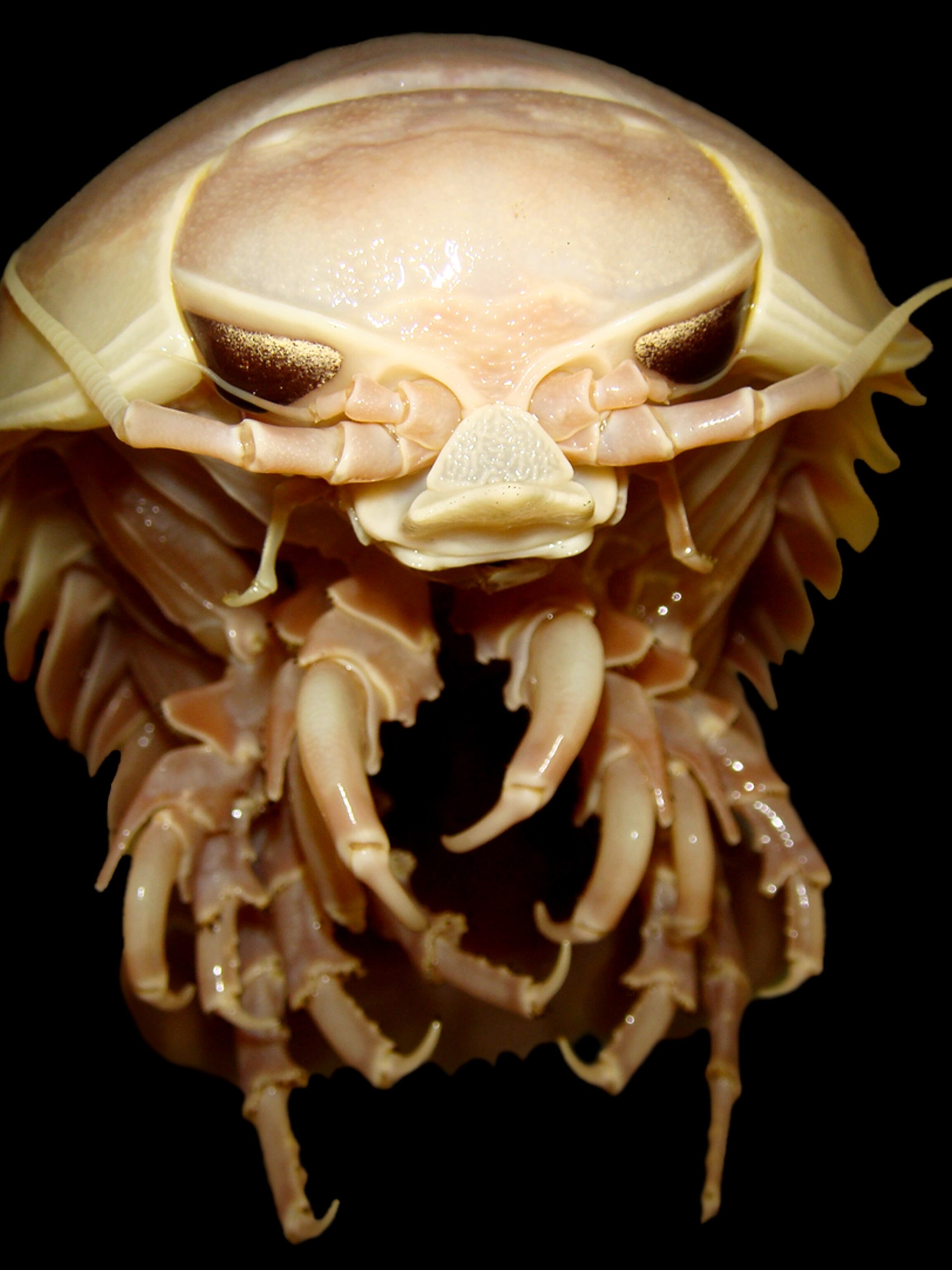 Pictures: Glowing Deep-Sea Creatures Found in Caribbean