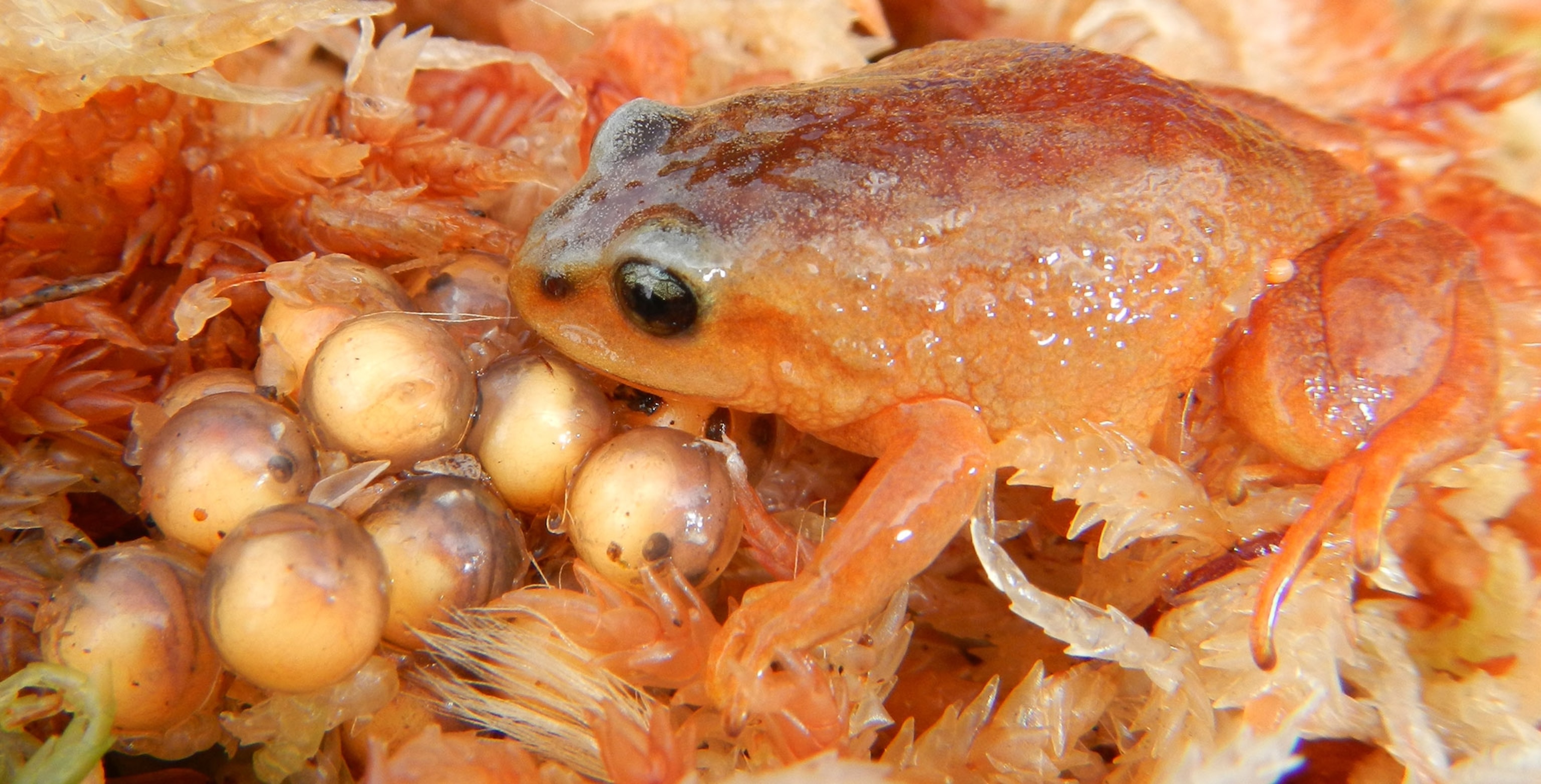 newly discovered tiny frog