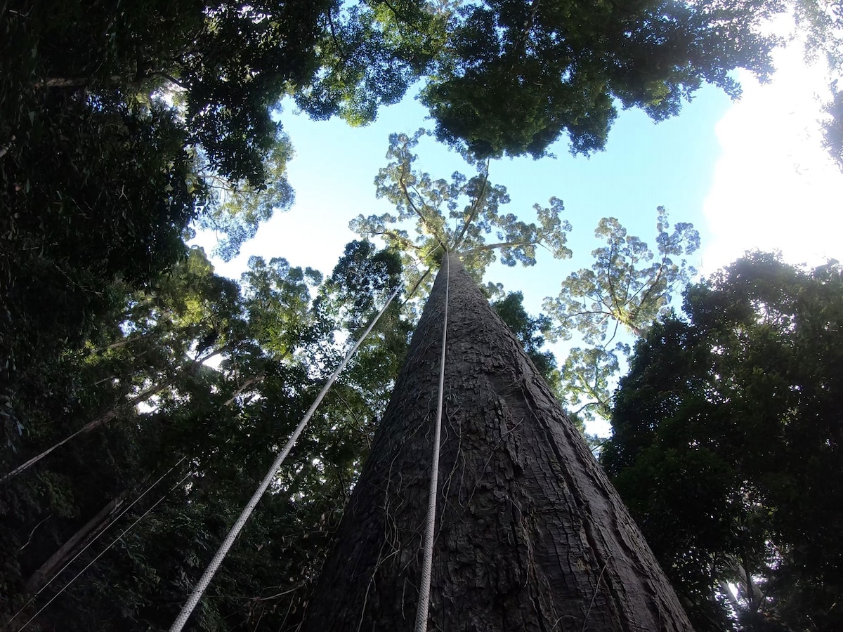 The world's tallest tropical tree has been discovered—and climbed—in