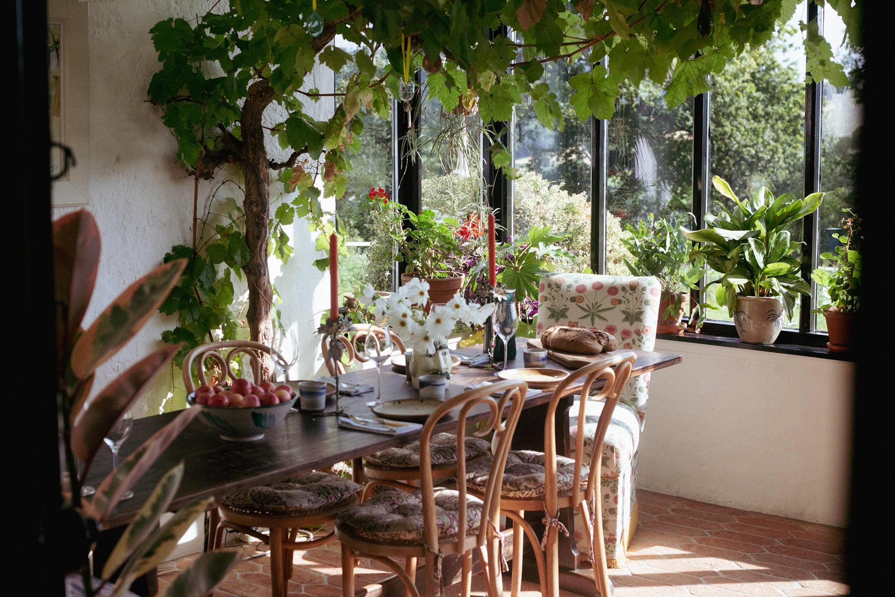 A winter garden overgrown with vines and a set table standing in the center.