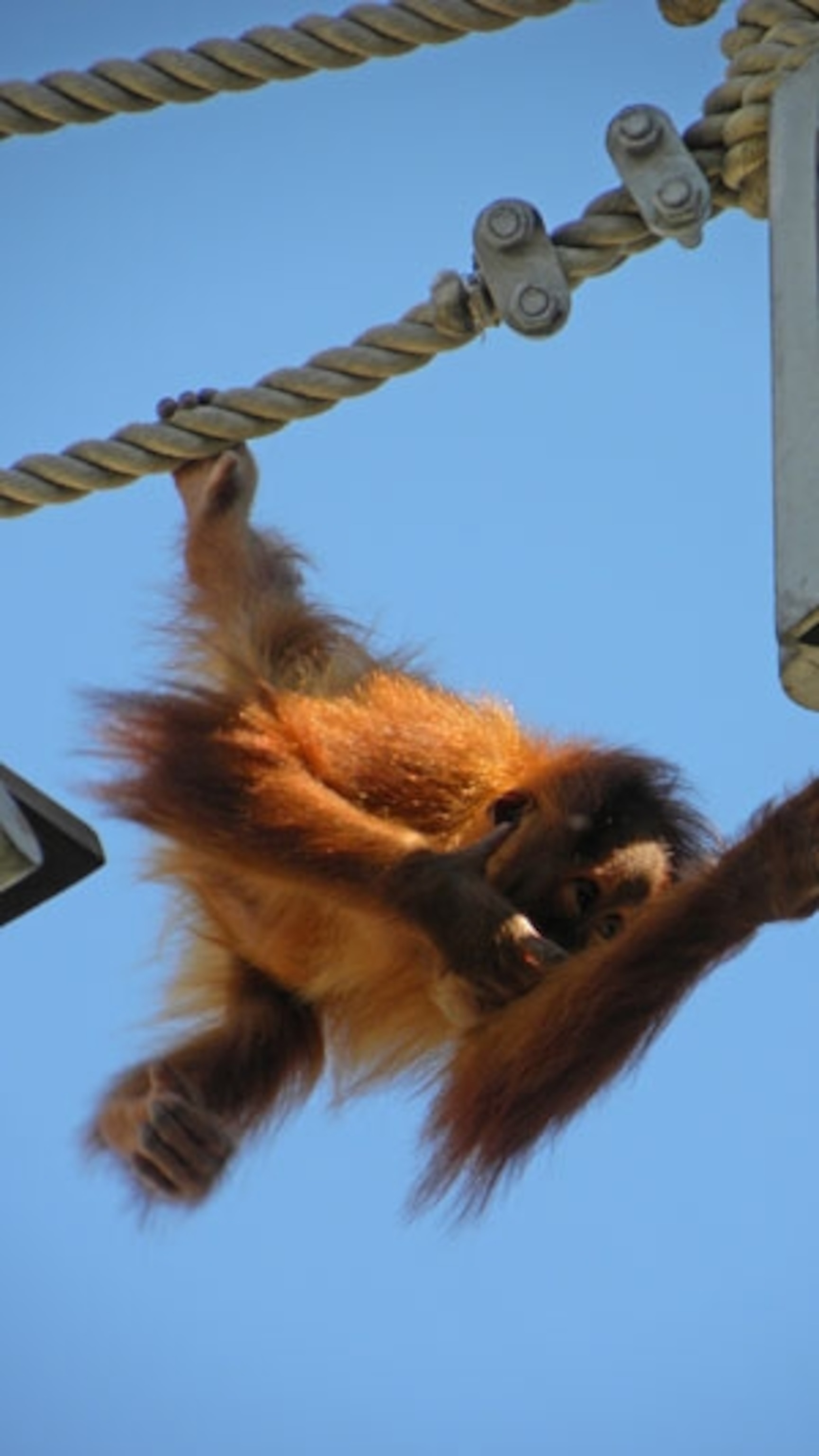 Orangutan_baby_thinking