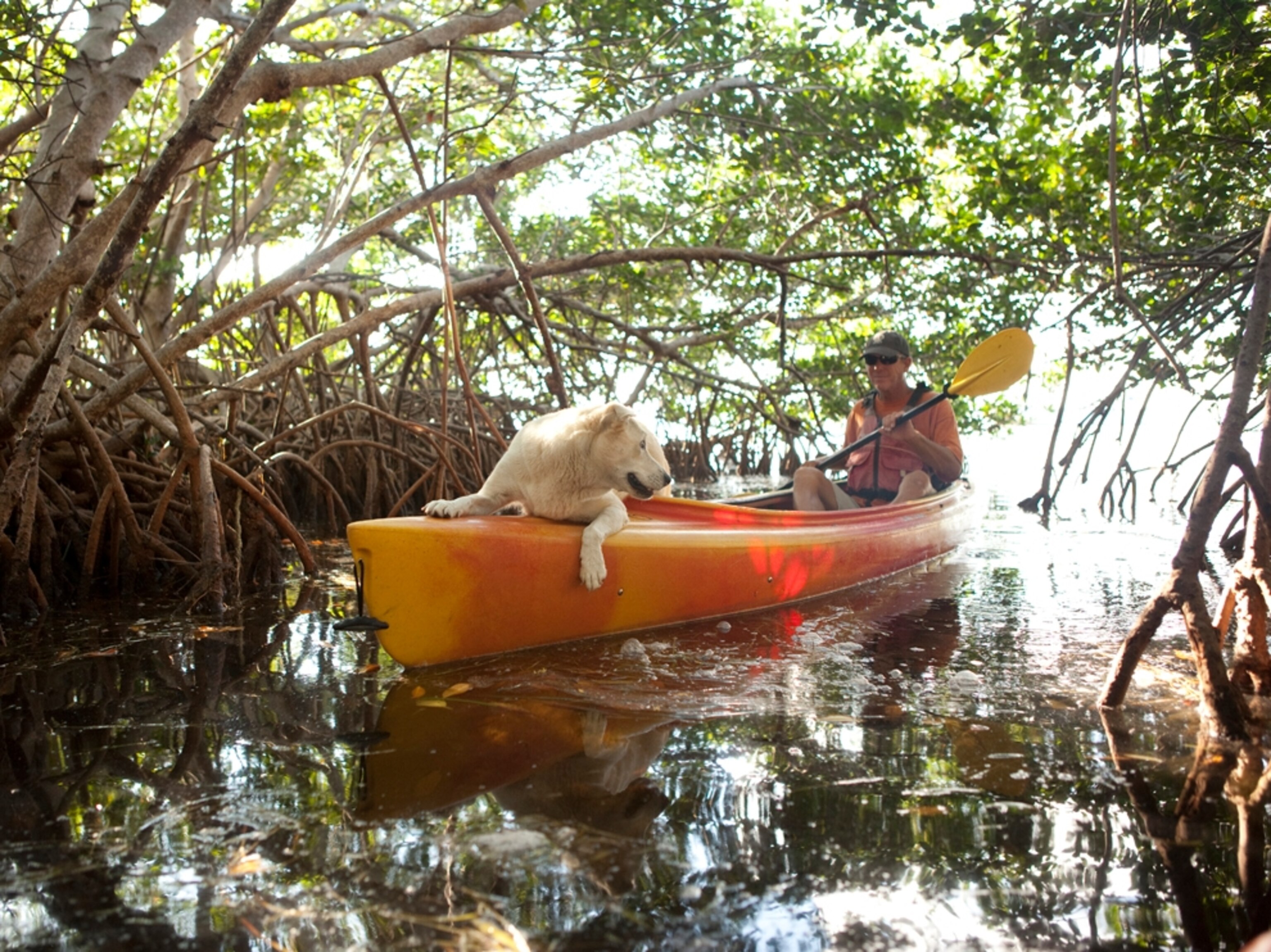 Captain Bill Keogh kayaking in a mangrove forest near Big Pine Key with his dog Scuppero