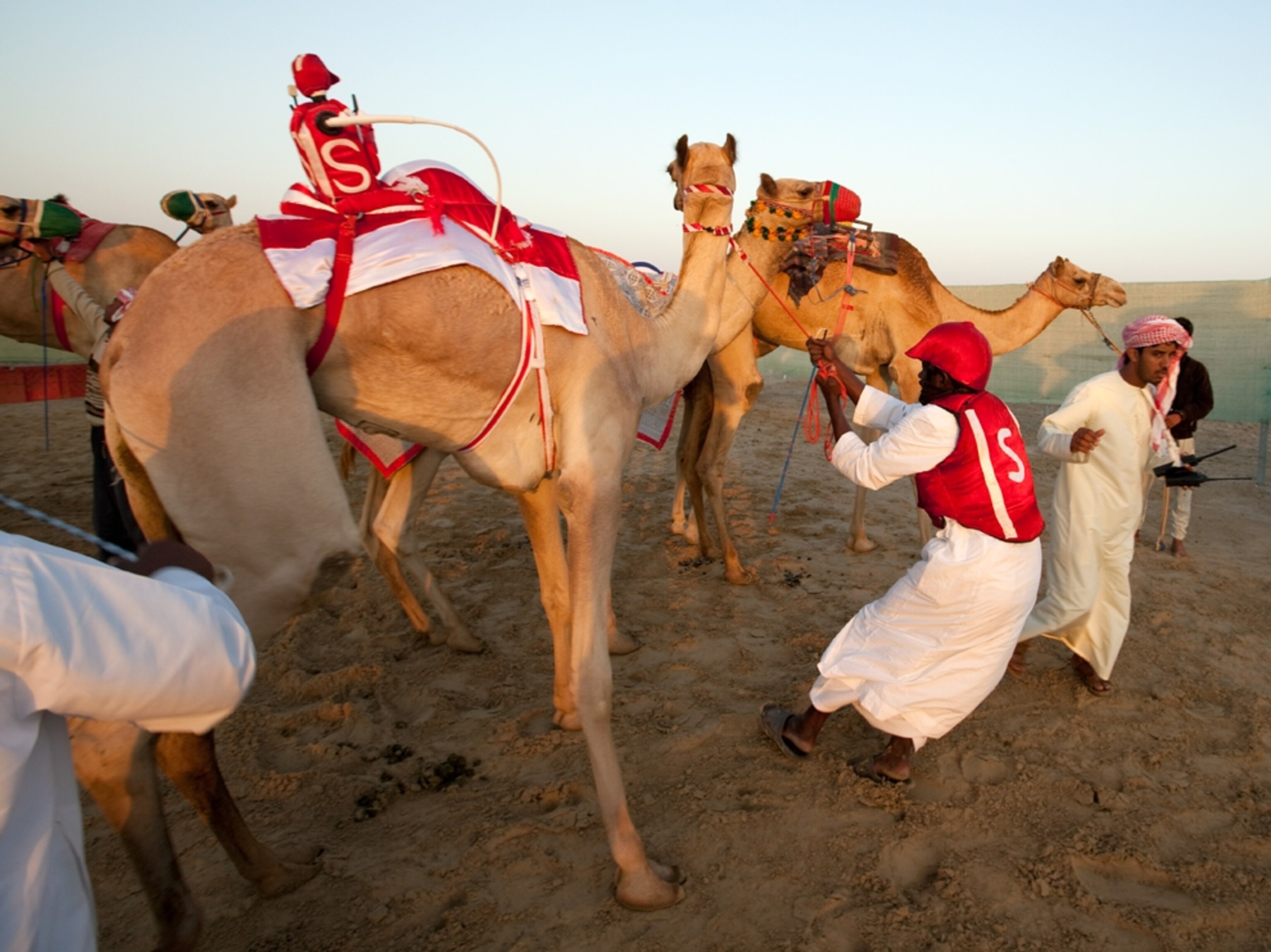 Trainers preparing camels to race (photo)
