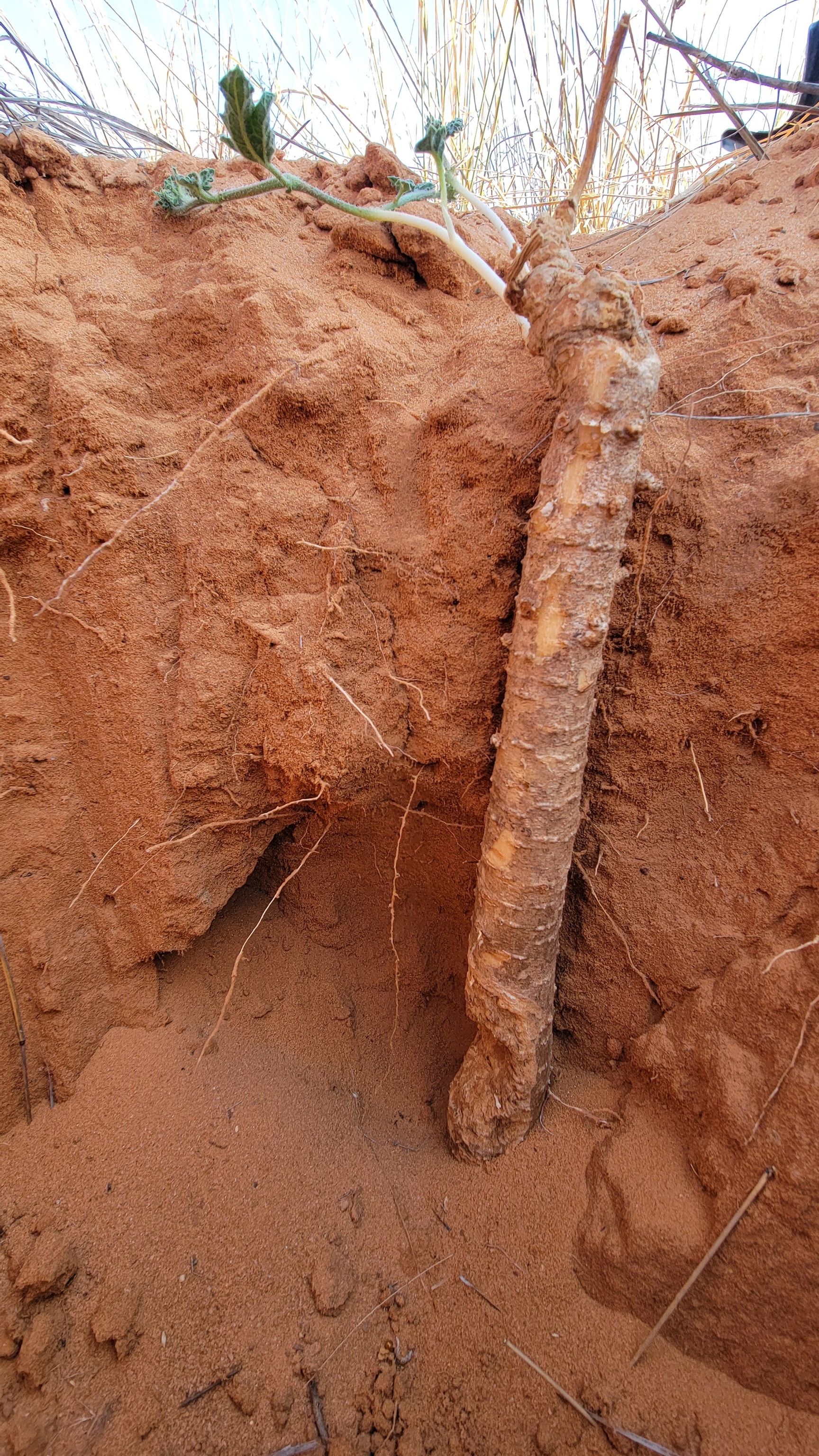 A long, tuber-like root growing in red dirt is exposed by a large hole.