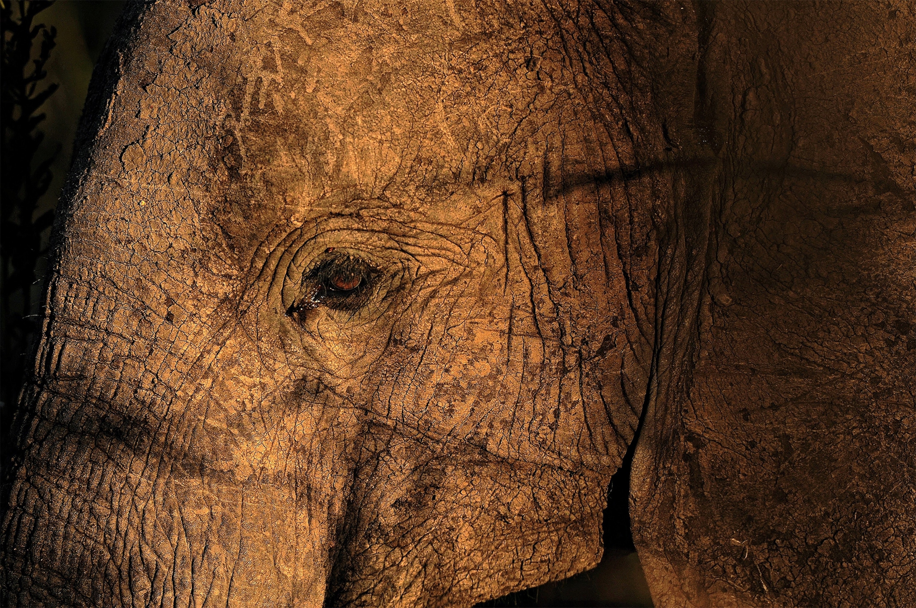 A pgoro of an elephant in Mikumi National Park in Tanzania.
